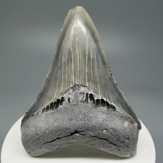 Serrated, colorful 2.58" Fossil Megalodon Shark Tooth from North Carolina CM5336 - Front
