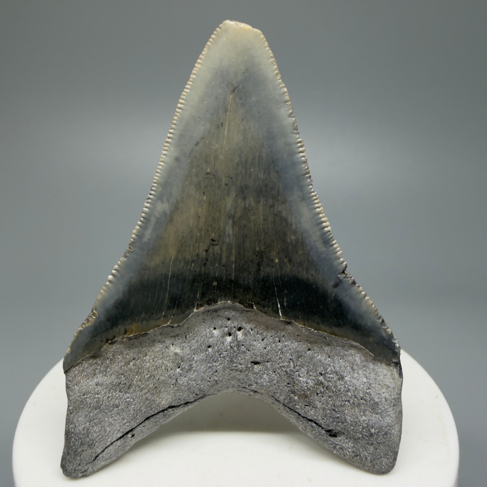 Serrated, colorful 2.58" Fossil Megalodon Shark Tooth from North Carolina CM5336 - Back 