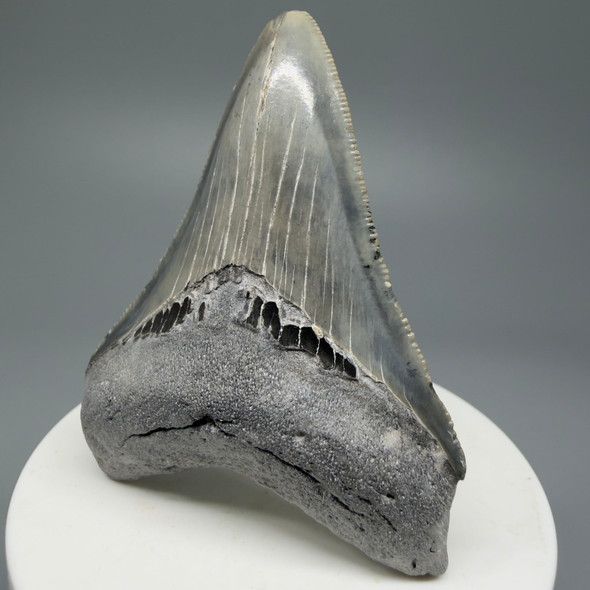 Serrated, colorful 2.58" Fossil Megalodon Shark Tooth from North Carolina CM5336 - Front Right