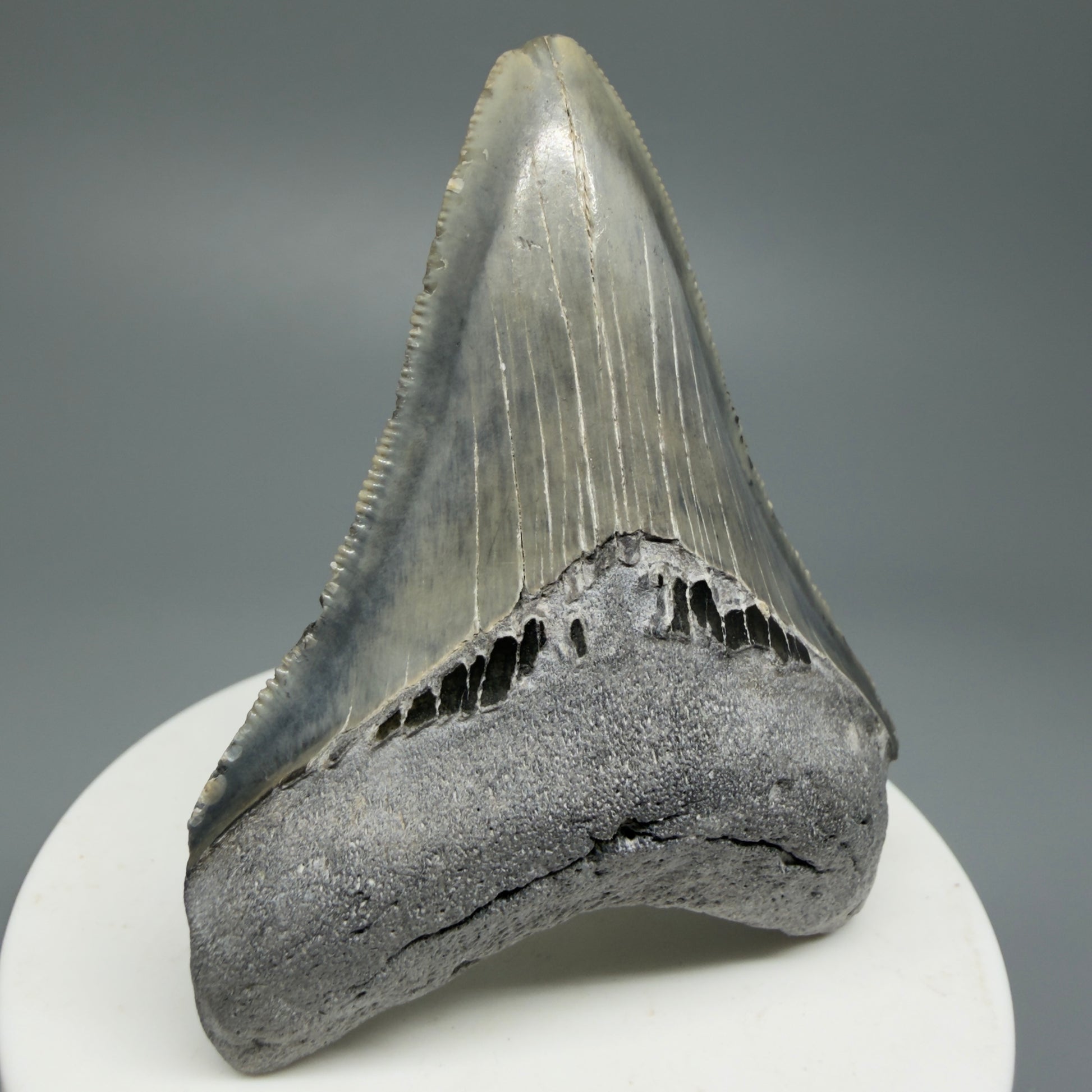 Serrated, colorful 2.58" Fossil Megalodon Shark Tooth from North Carolina CM5336 - Front Left
