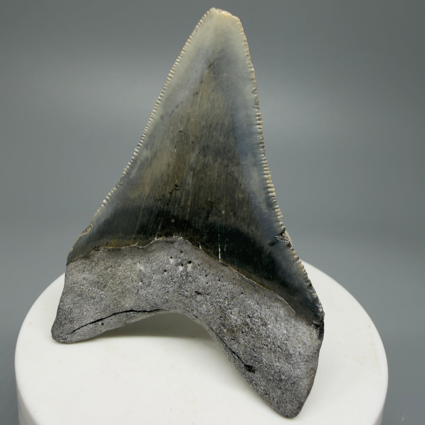 Serrated, colorful 2.58" Fossil Megalodon Shark Tooth from North Carolina CM5336 - Back Right