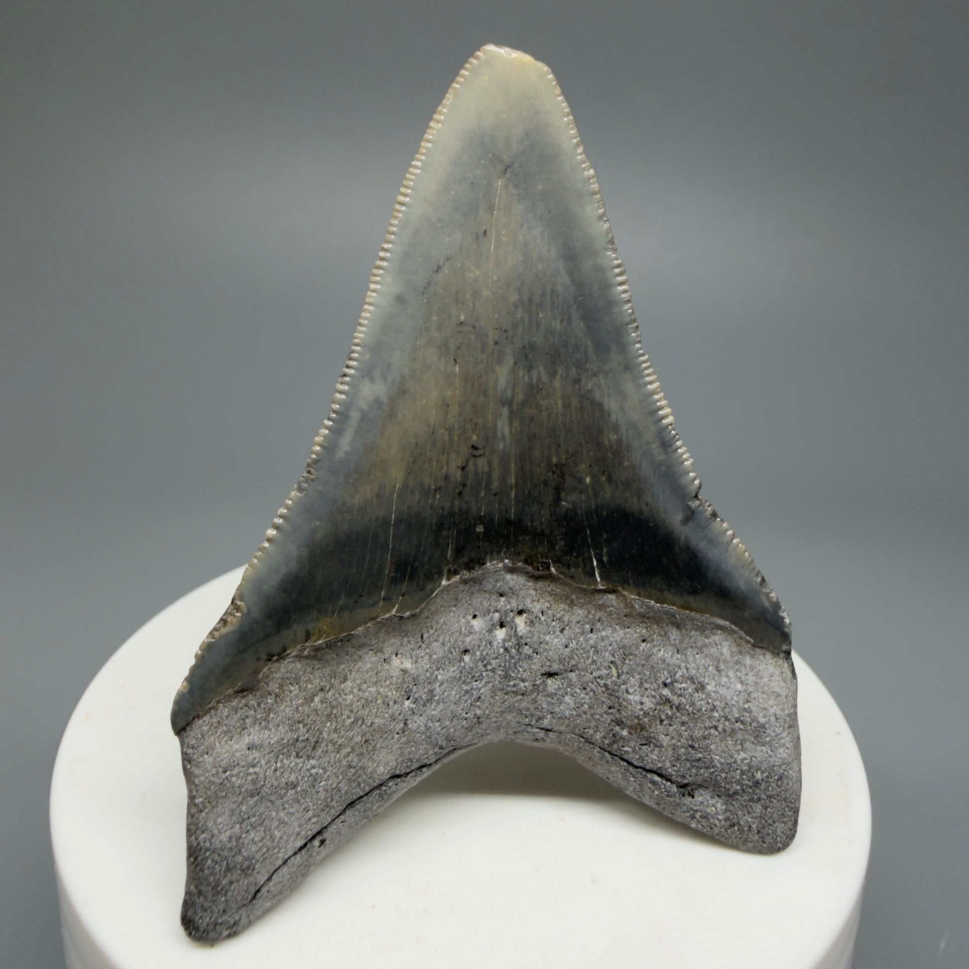 Serrated, colorful 2.58" Fossil Megalodon Shark Tooth from North Carolina CM5336 - Back Left