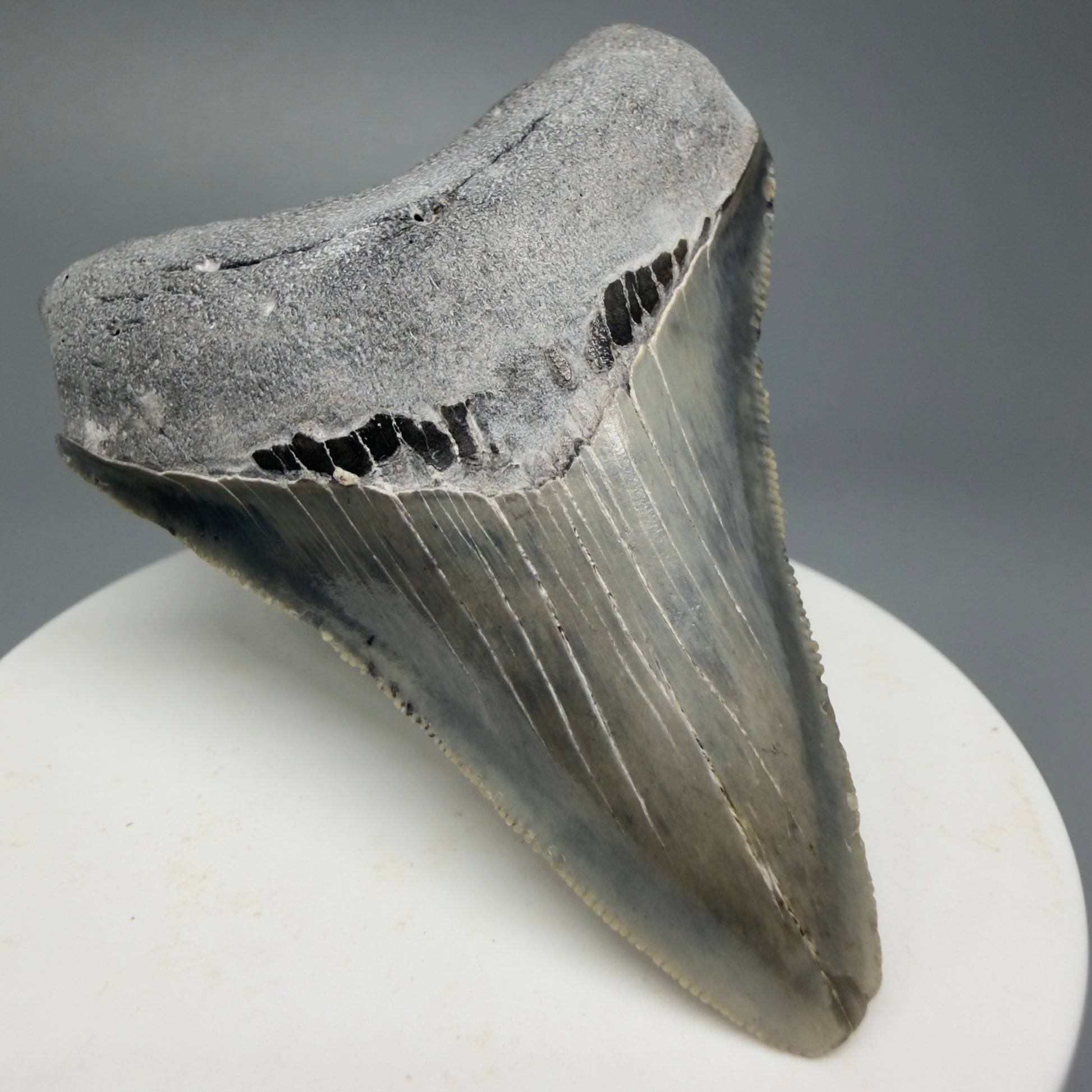 Serrated, colorful 2.58" Fossil Megalodon Shark Tooth from North Carolina CM5336 - Front Left 1