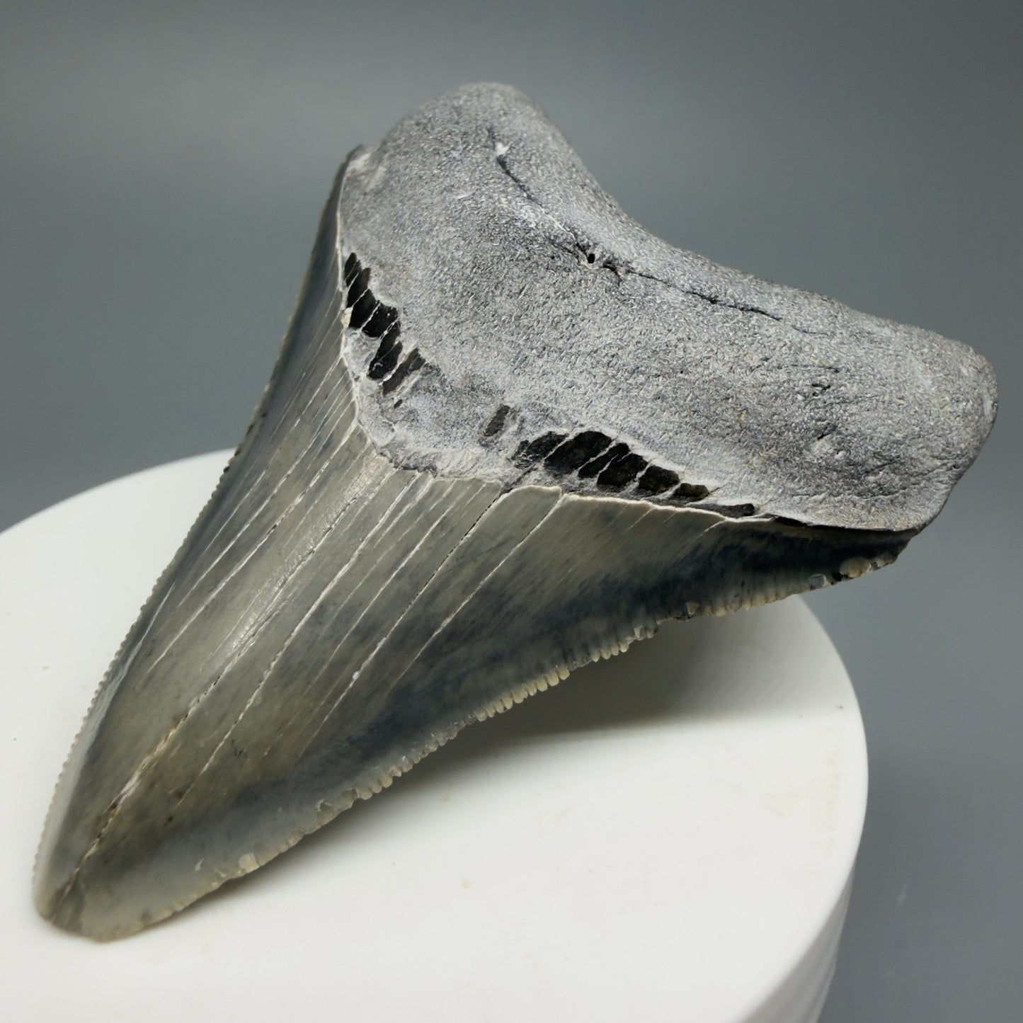 Serrated, colorful 2.58" Fossil Megalodon Shark Tooth from North Carolina CM5336 - Front Right 1