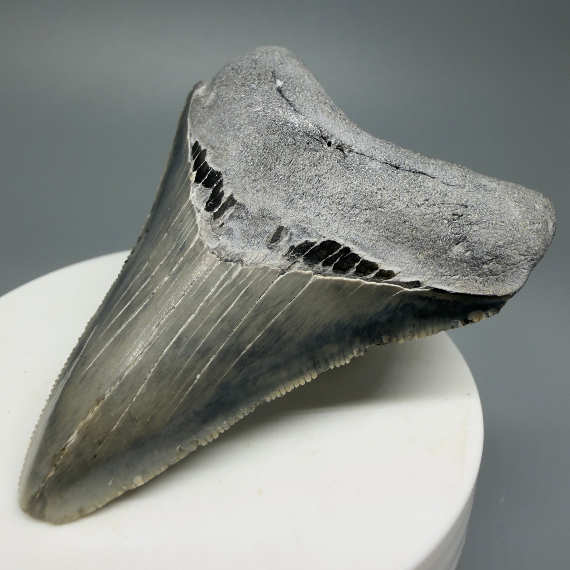 Serrated, colorful 2.58" Fossil Megalodon Shark Tooth from North Carolina CM5336 - Front Right 1