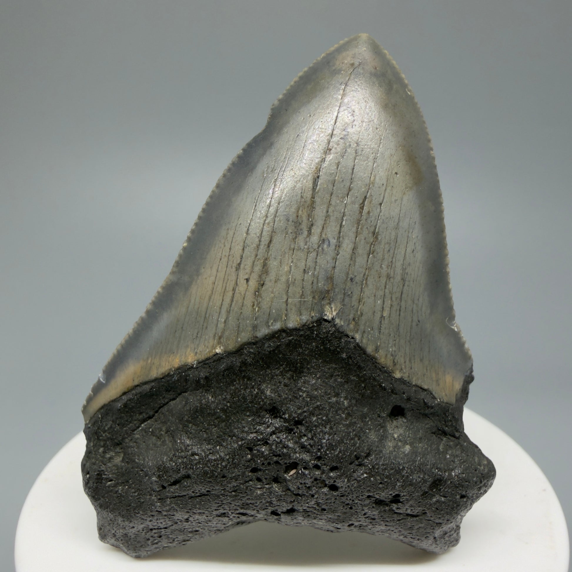 Serrated, colorful 2.54" Fossil Megalodon Shark Tooth from North Carolina CM5335 - Front 