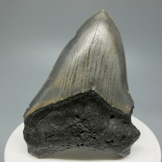 Serrated, colorful 2.54" Fossil Megalodon Shark Tooth from North Carolina CM5335 - Front 