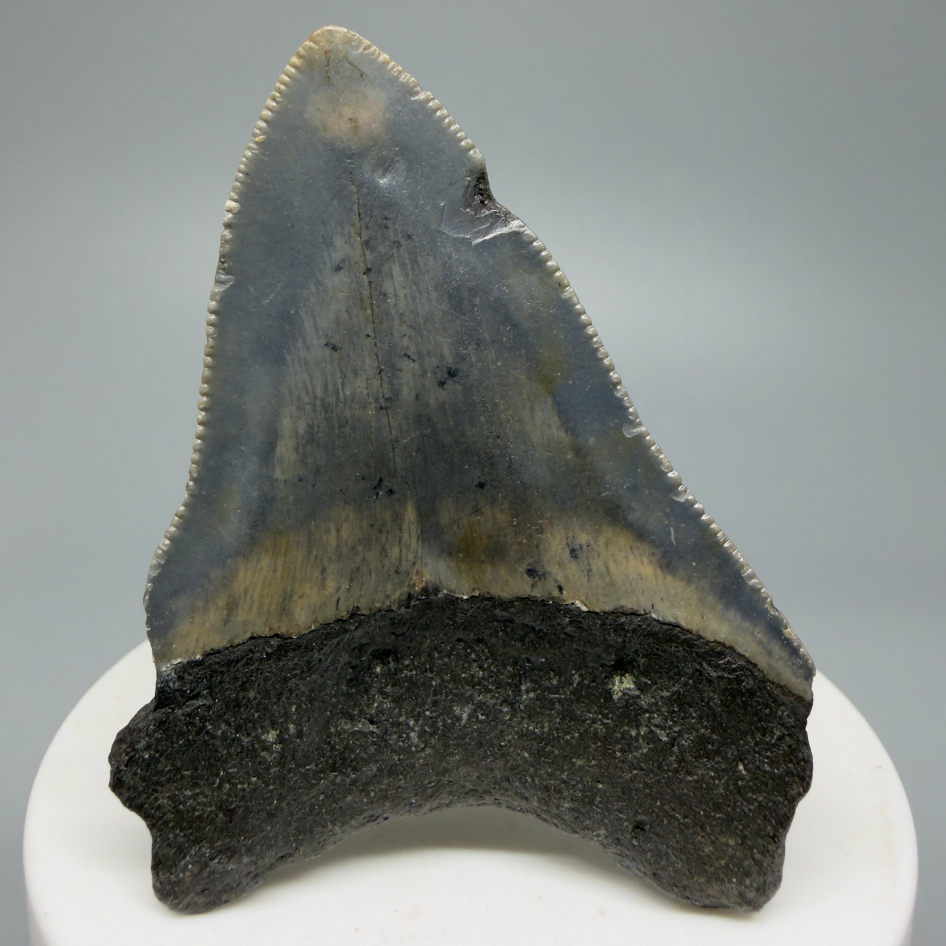 Serrated, colorful 2.54" Fossil Megalodon Shark Tooth from North Carolina CM5335 - Back