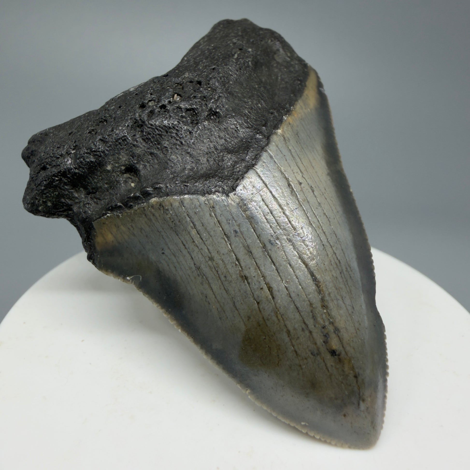 Serrated, colorful 2.54" Fossil Megalodon Shark Tooth from North Carolina CM5335 - Front Left