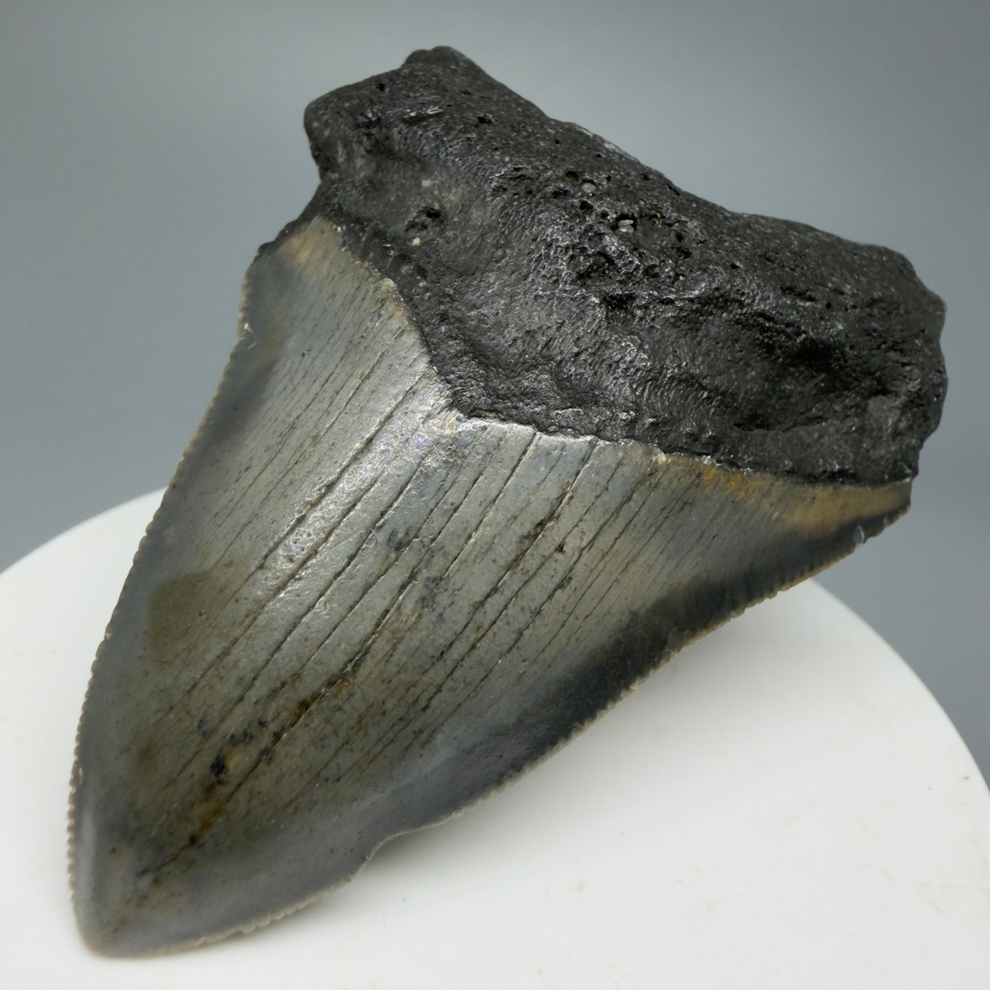 Serrated, colorful 2.54" Fossil Megalodon Shark Tooth from North Carolina CM5335 - Front Right
