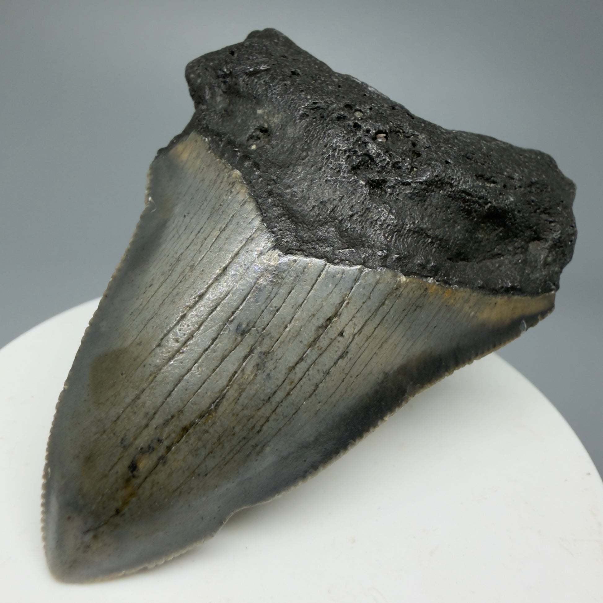 Serrated, colorful 2.54" Fossil Megalodon Shark Tooth from North Carolina CM5335 - Front Right
