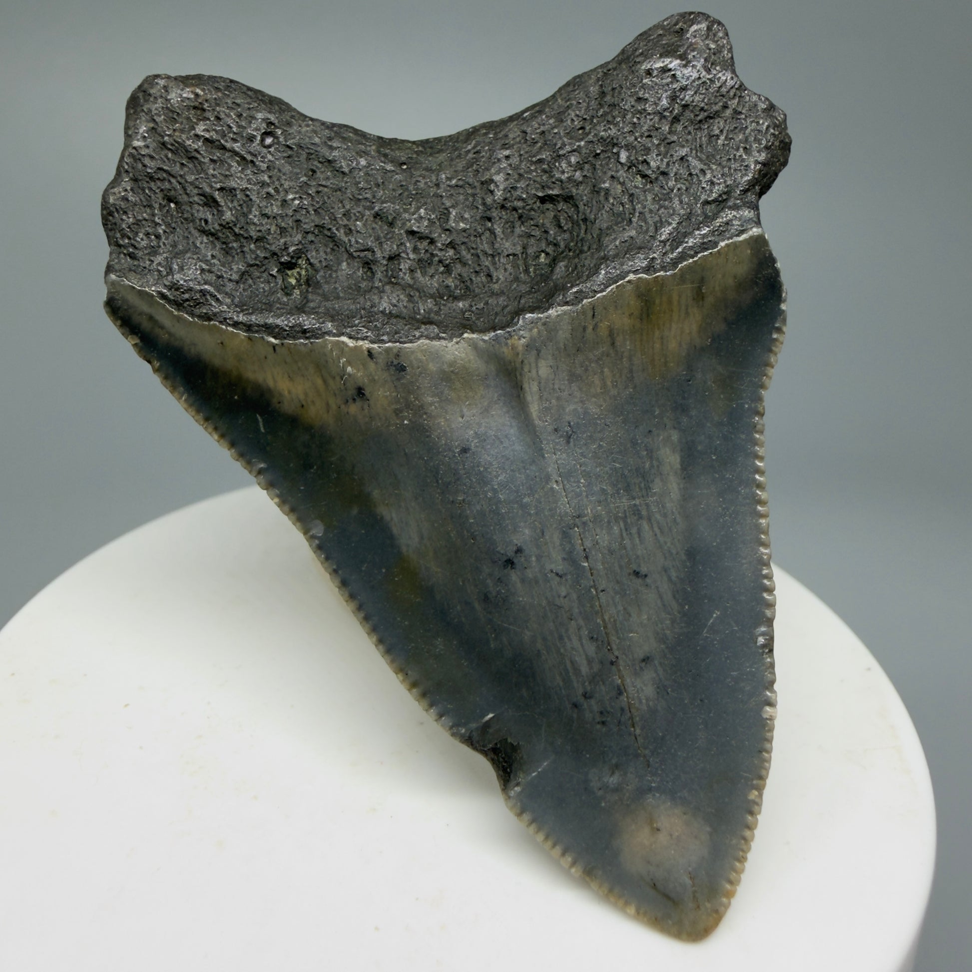 Serrated, colorful 2.54" Fossil Megalodon Shark Tooth from North Carolina CM5335 - Back Left