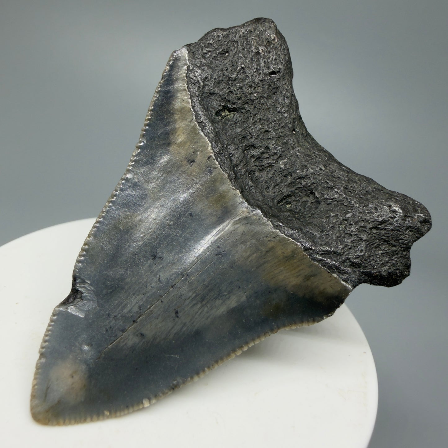 Serrated, colorful 2.54" Fossil Megalodon Shark Tooth from North Carolina CM5335 - Back Right