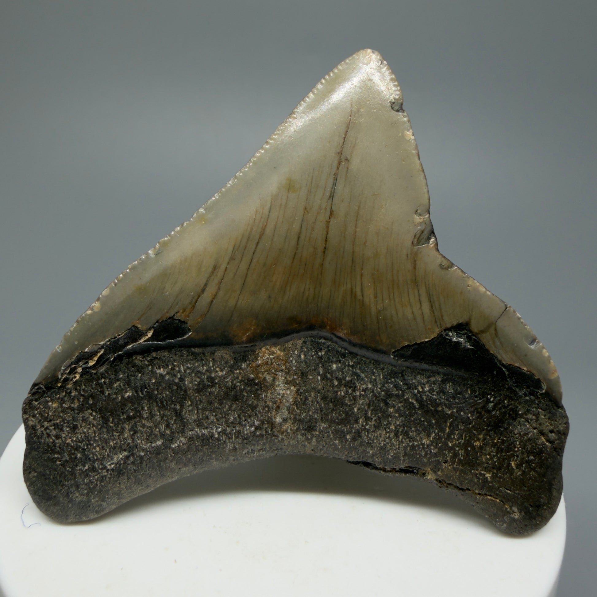 Lateral colorful 2.45" Fossil Megalodon Tooth from North Carolina CM5334 - Back