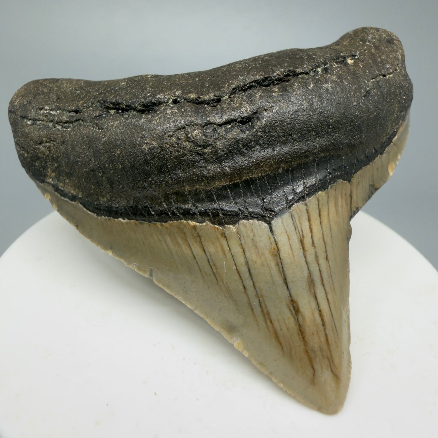 Lateral colorful 2.45" Fossil Megalodon Tooth from North Carolina CM5334 - Front Left