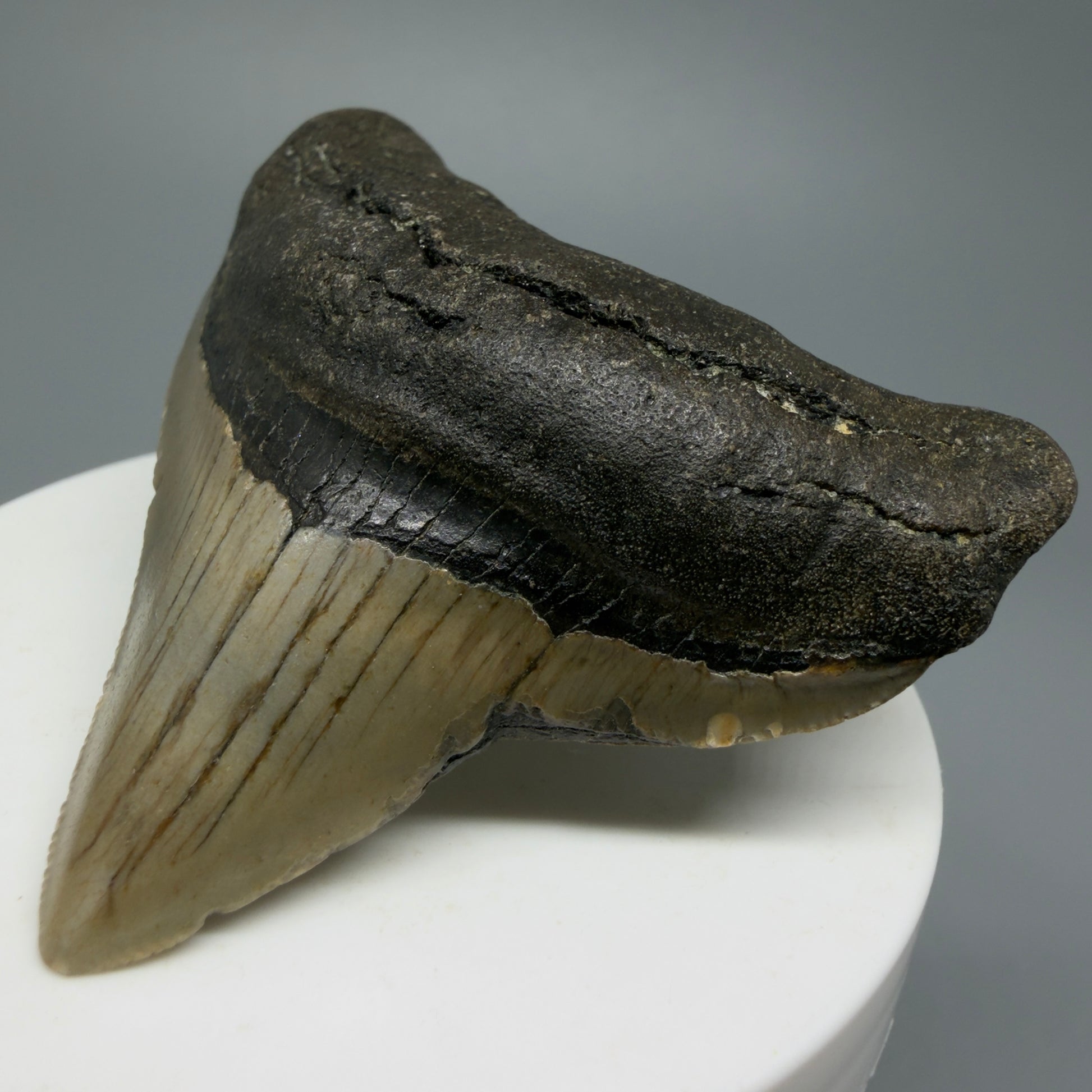 Lateral colorful 2.45" Fossil Megalodon Tooth from North Carolina CM5334 - Front Right