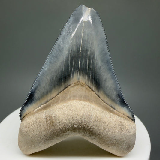 Gorgeous Colors 2.28" Fossil Megalodon Shark Tooth - Bone Valley, Florida CM5332 - Front