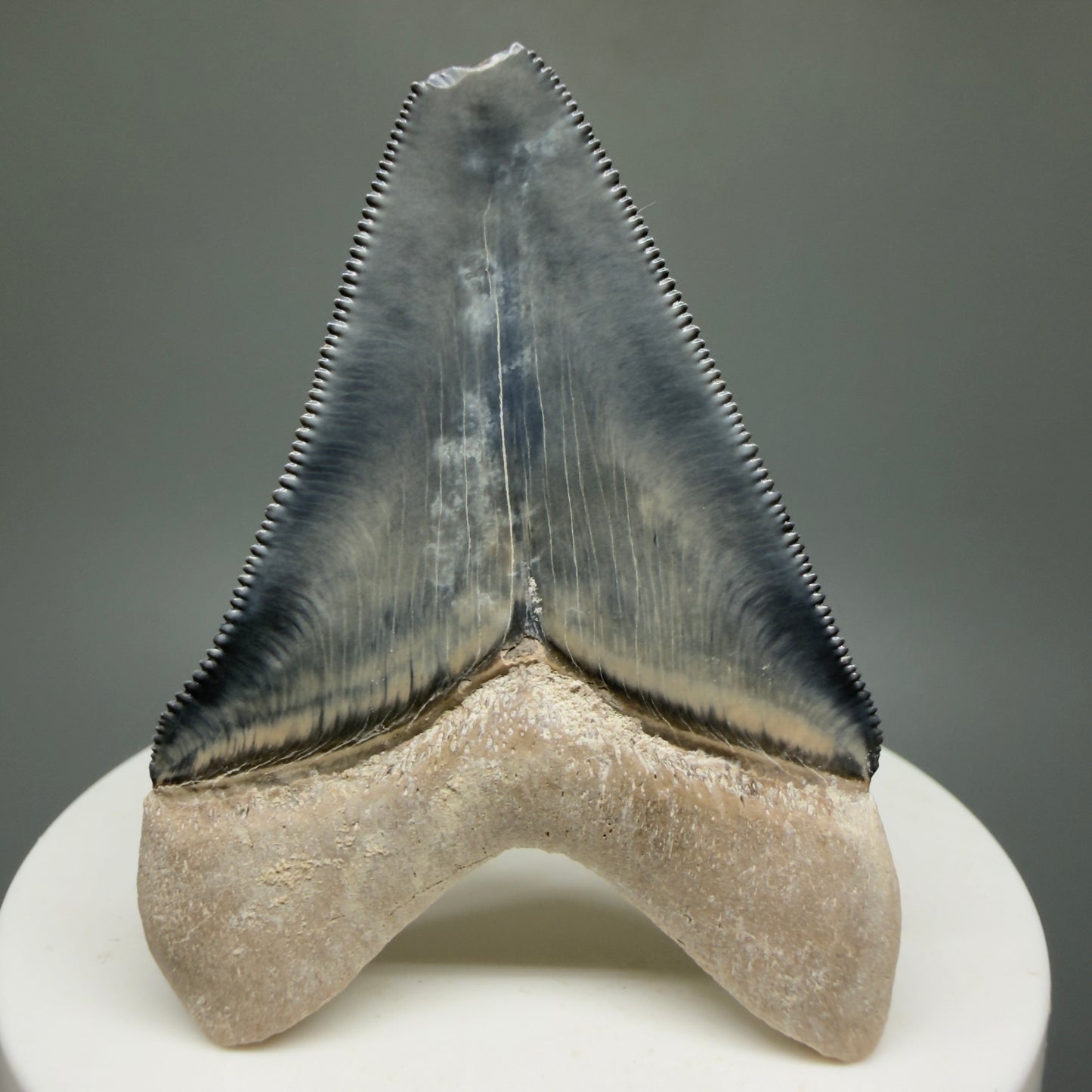 Gorgeous Colors 2.28" Fossil Megalodon Shark Tooth - Bone Valley, Florida CM5332 - Back 