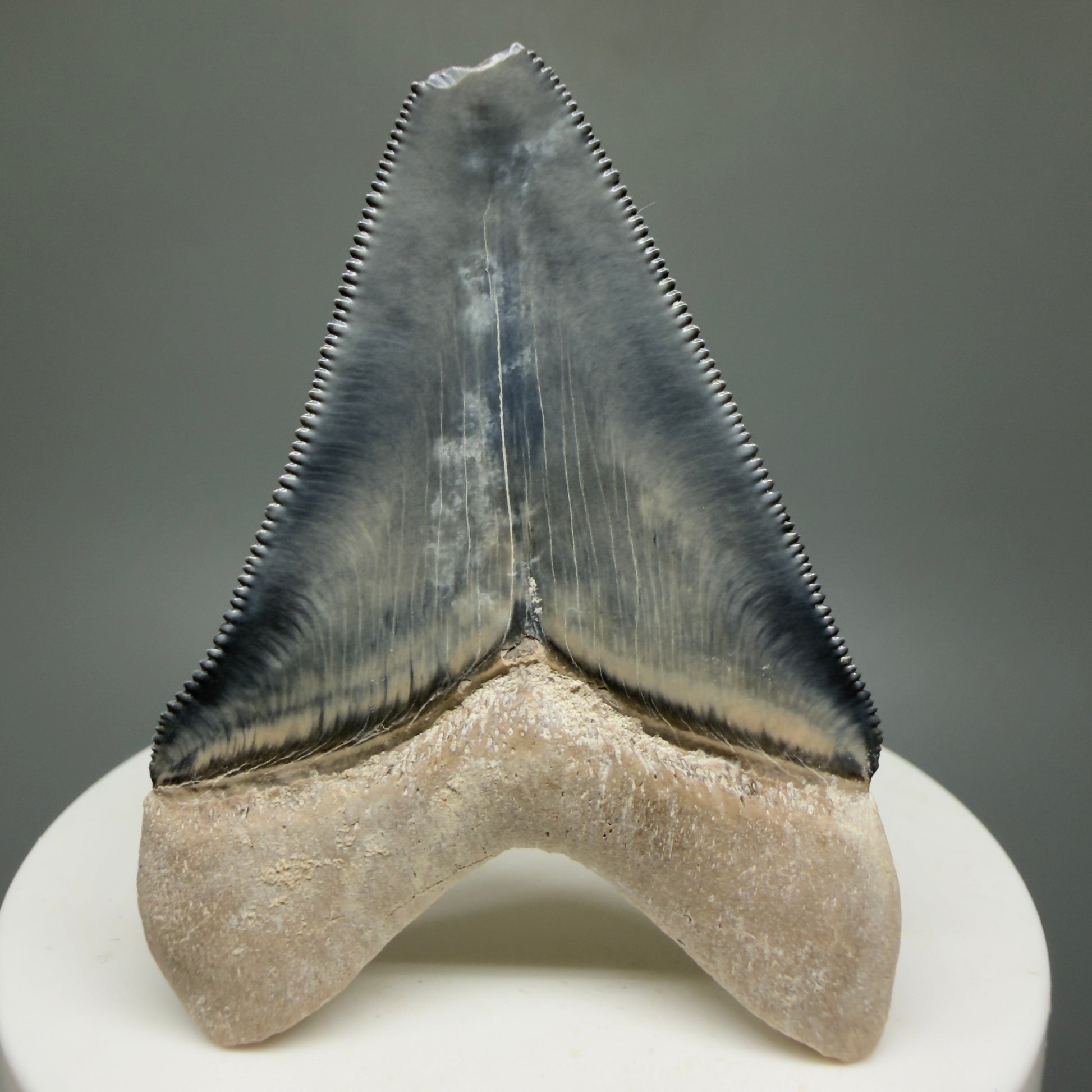 Gorgeous Colors 2.28" Fossil Megalodon Shark Tooth - Bone Valley, Florida CM5332 - Back 