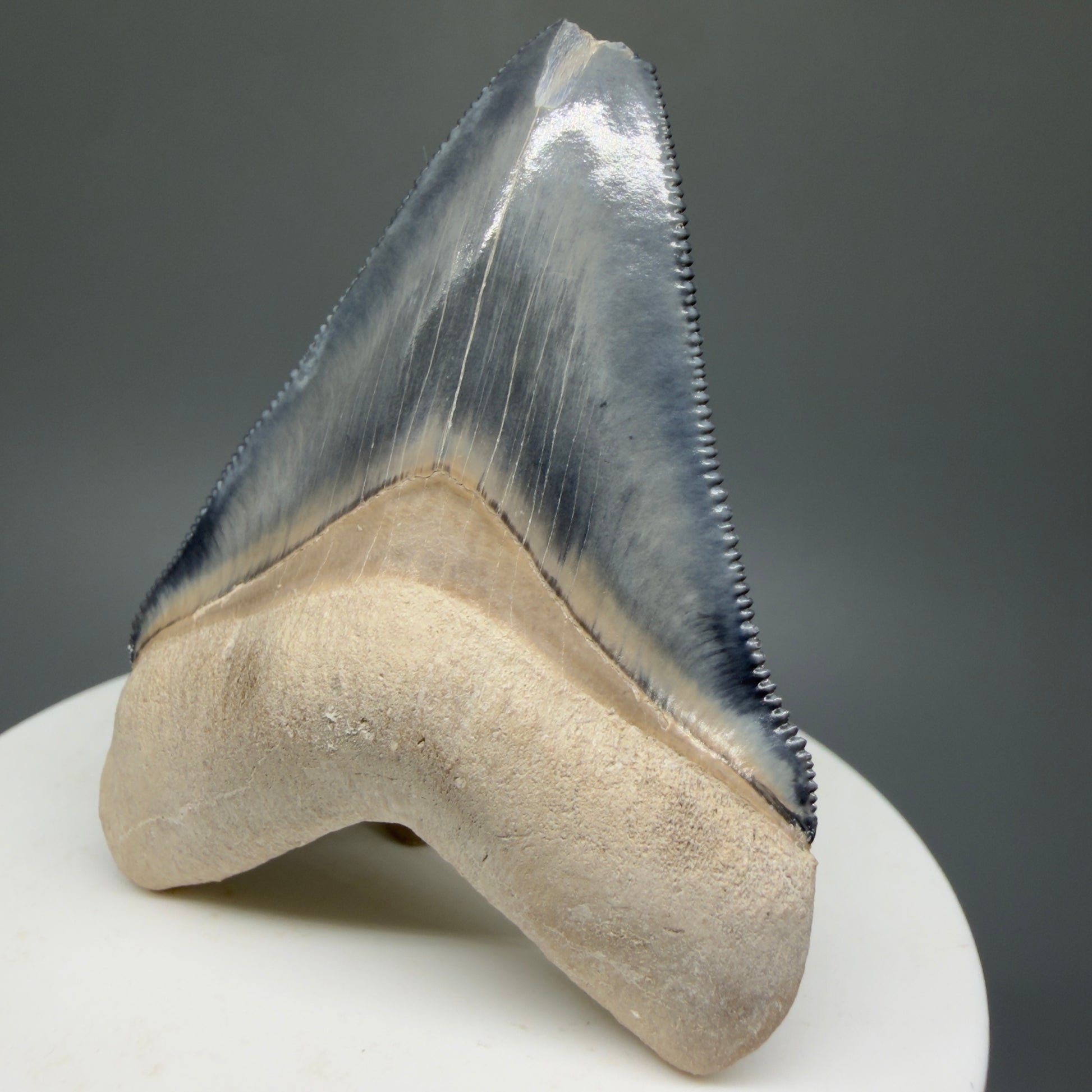 Gorgeous Colors 2.28" Fossil Megalodon Shark Tooth - Bone Valley, Florida CM5332 - Front Right 
