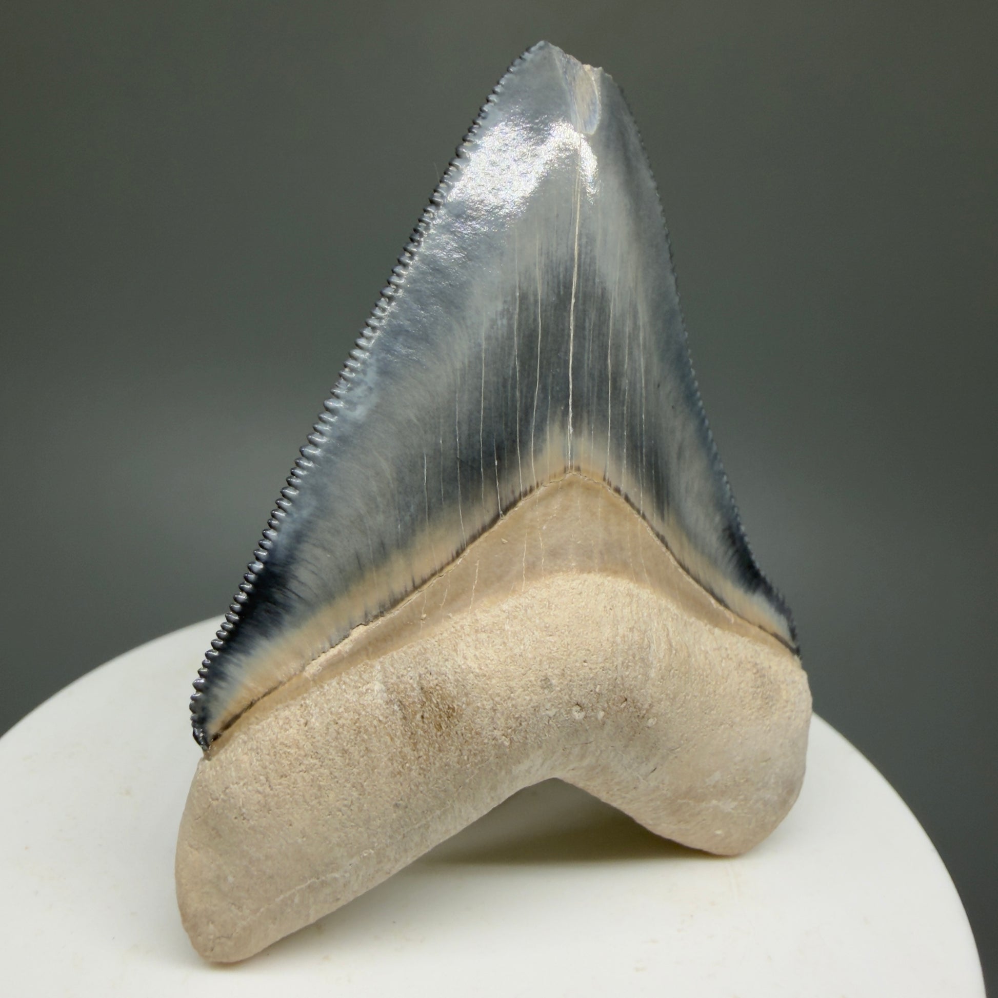 Gorgeous Colors 2.28" Fossil Megalodon Shark Tooth - Bone Valley, Florida CM5332 - Front Left