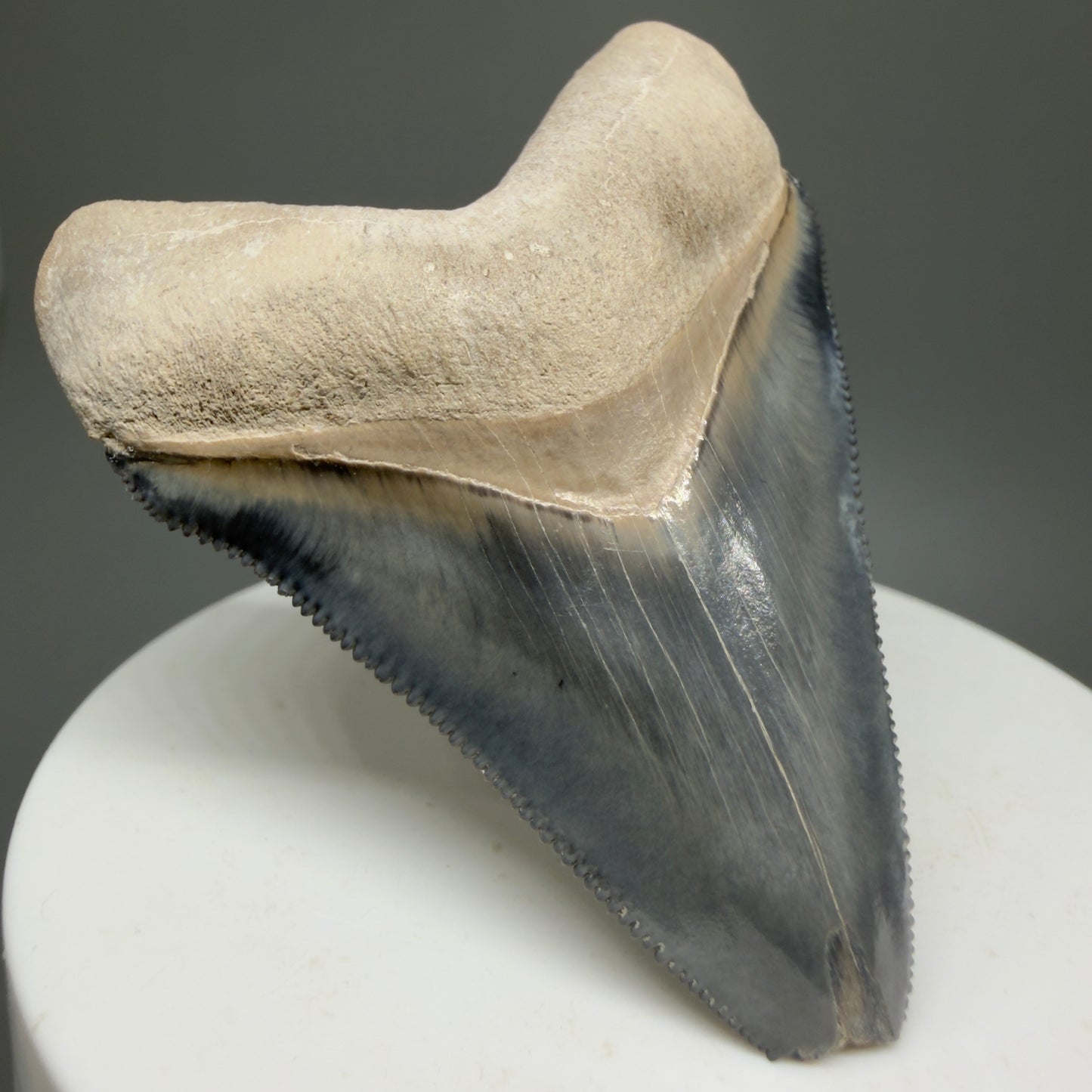 Gorgeous Colors 2.28" Fossil Megalodon Shark Tooth - Bone Valley, Florida CM5332 - Front Left 1