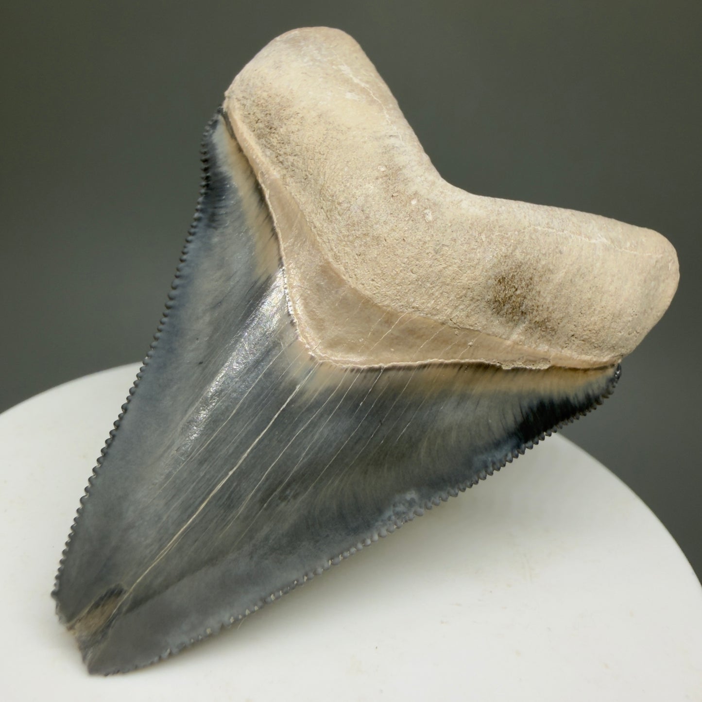 Gorgeous Colors 2.28" Fossil Megalodon Shark Tooth - Bone Valley, Florida CM5332 - Front Right 1