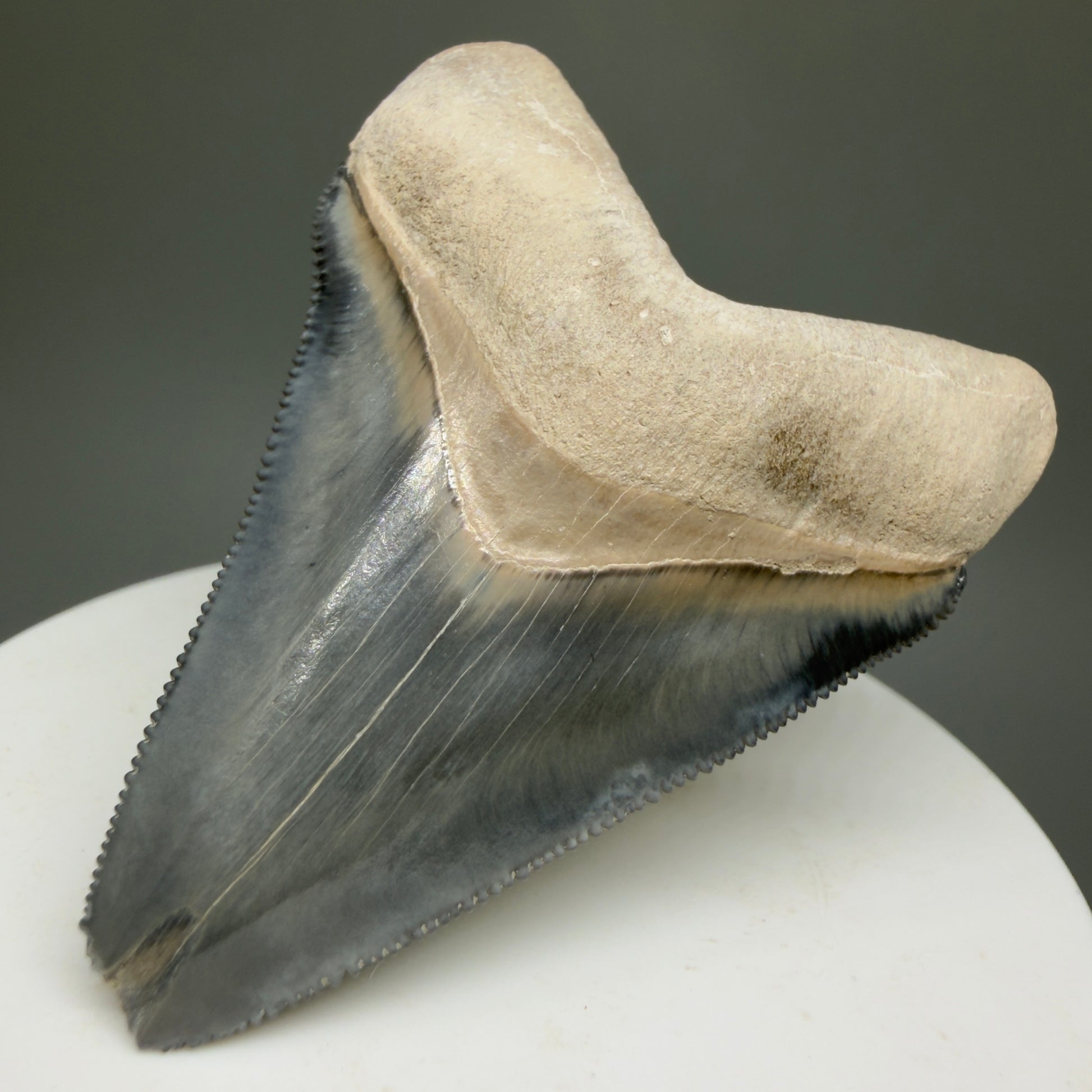Gorgeous Colors 2.28" Fossil Megalodon Shark Tooth - Bone Valley, Florida CM5332 - Front Right 1