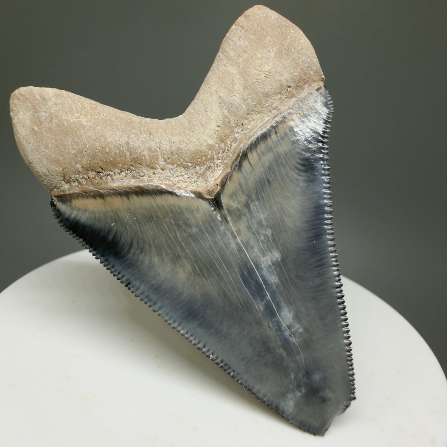 Gorgeous Colors 2.28" Fossil Megalodon Shark Tooth - Bone Valley, Florida CM5332 - Back Left