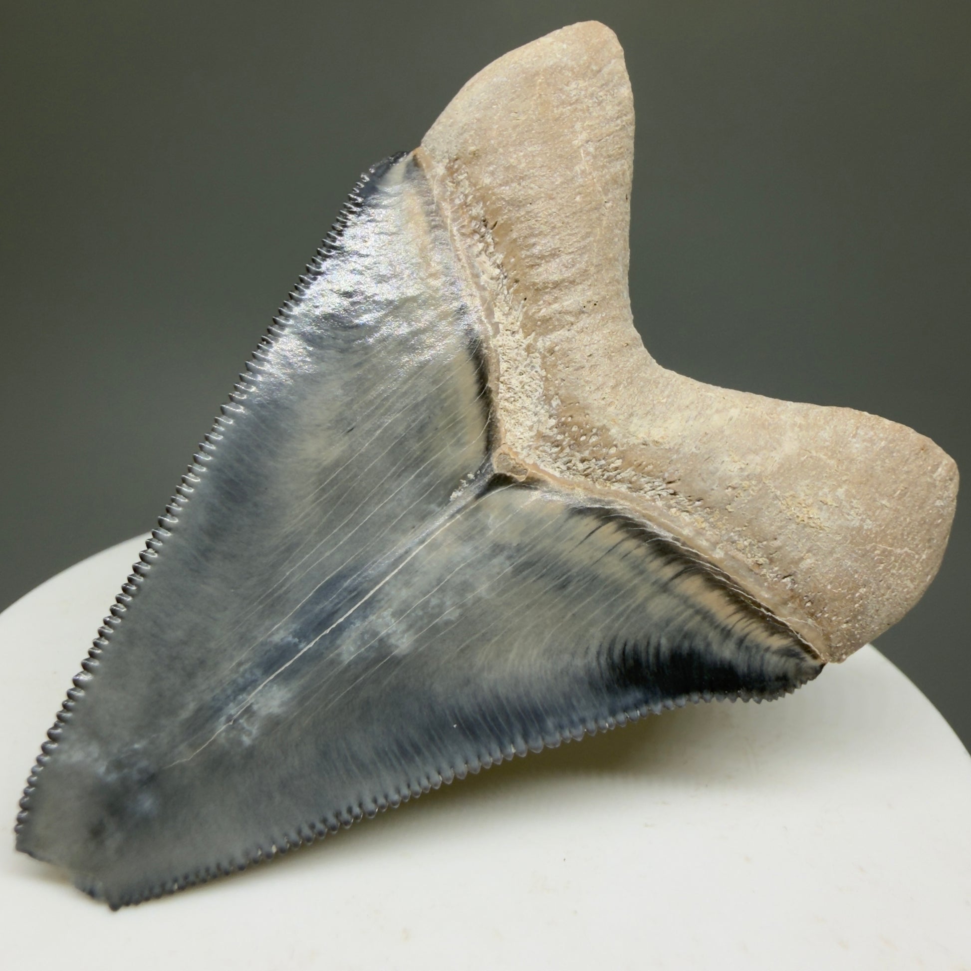 Gorgeous Colors 2.28" Fossil Megalodon Shark Tooth - Bone Valley, Florida CM5332 - Back Right