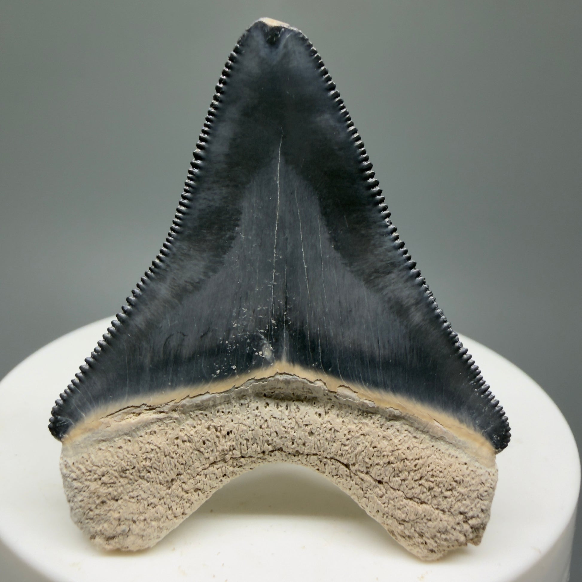 Gorgeous Colors 1.81" Fossil Megalodon Shark Tooth - Bone Valley, Florida CM5331 - Back