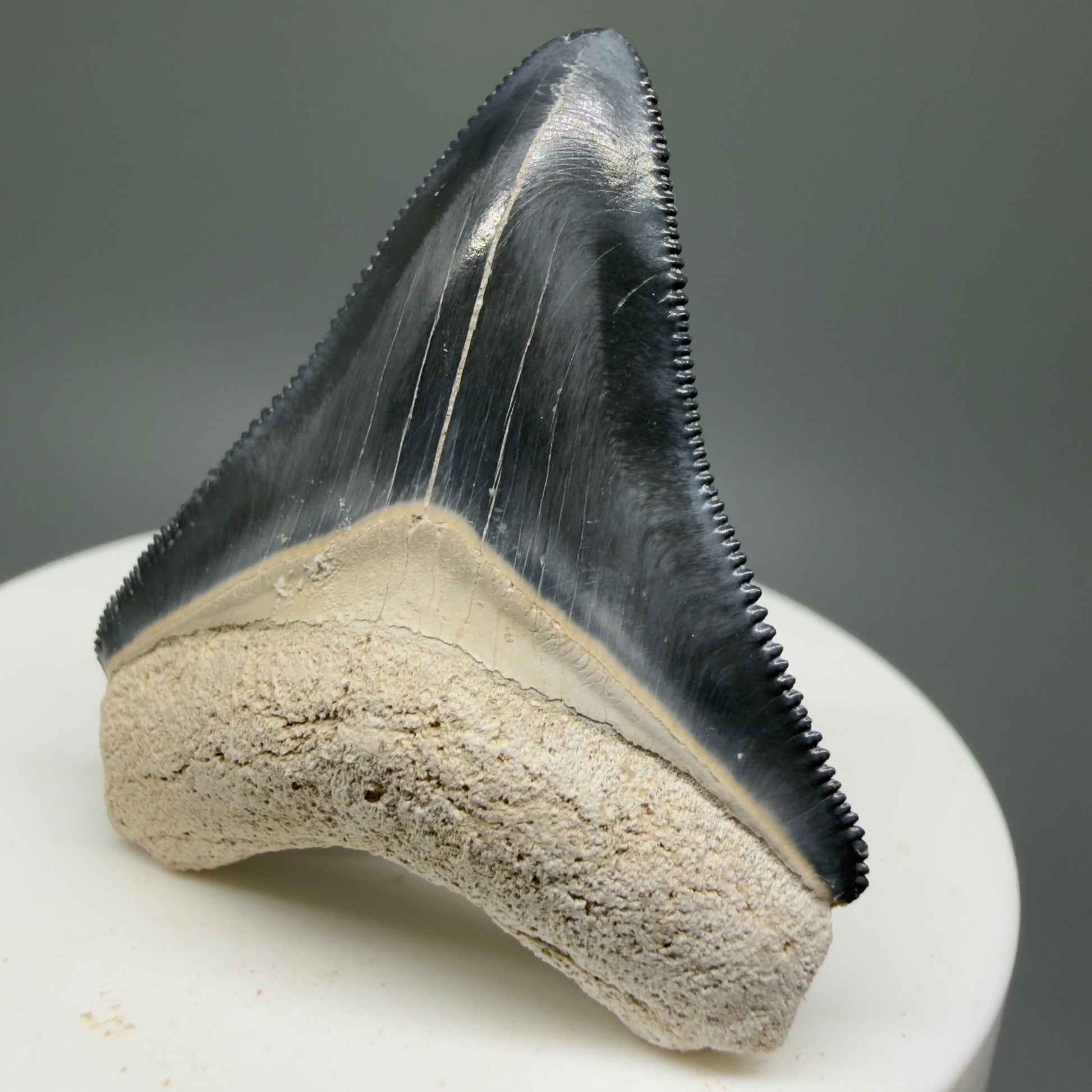 Gorgeous Colors 1.81" Fossil Megalodon Shark Tooth - Bone Valley, Florida CM5331 - Front Right