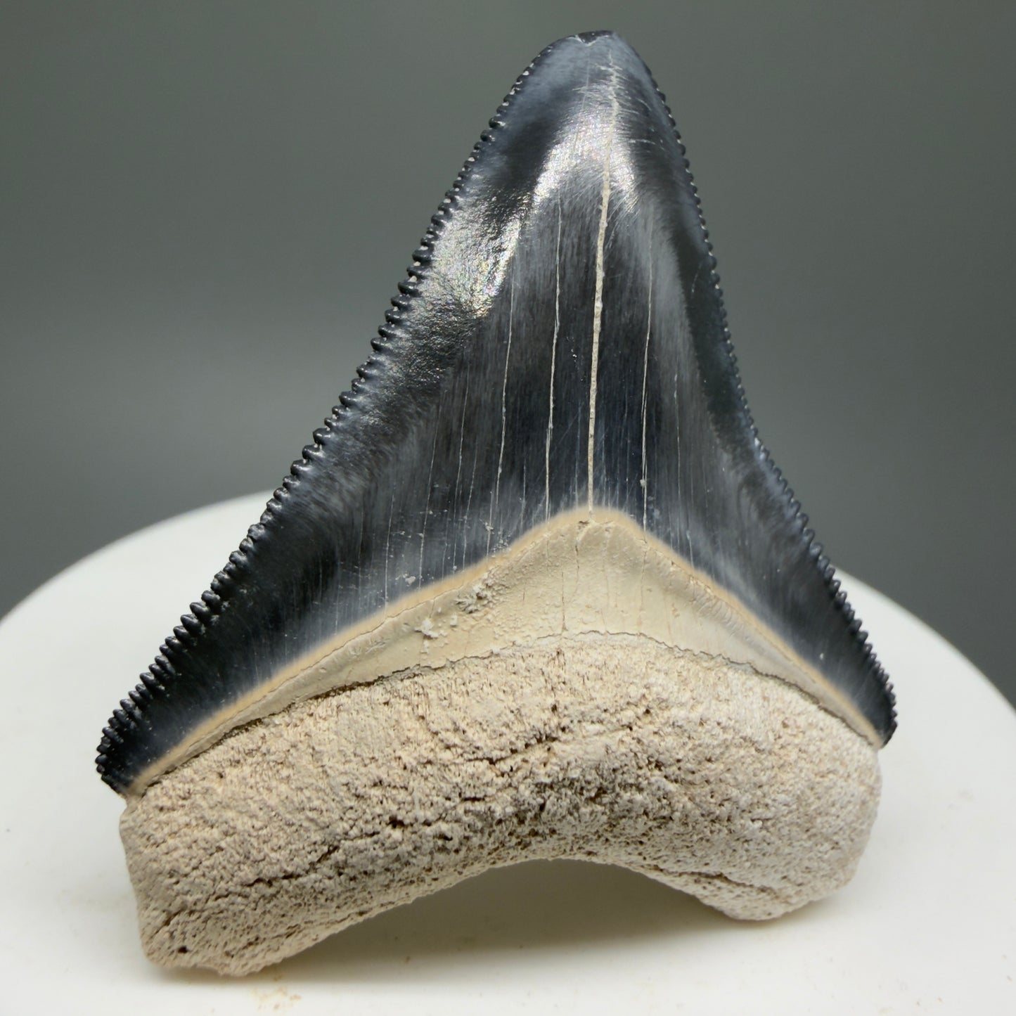 Gorgeous Colors 1.81" Fossil Megalodon Shark Tooth - Bone Valley, Florida CM5331 - Front Left
