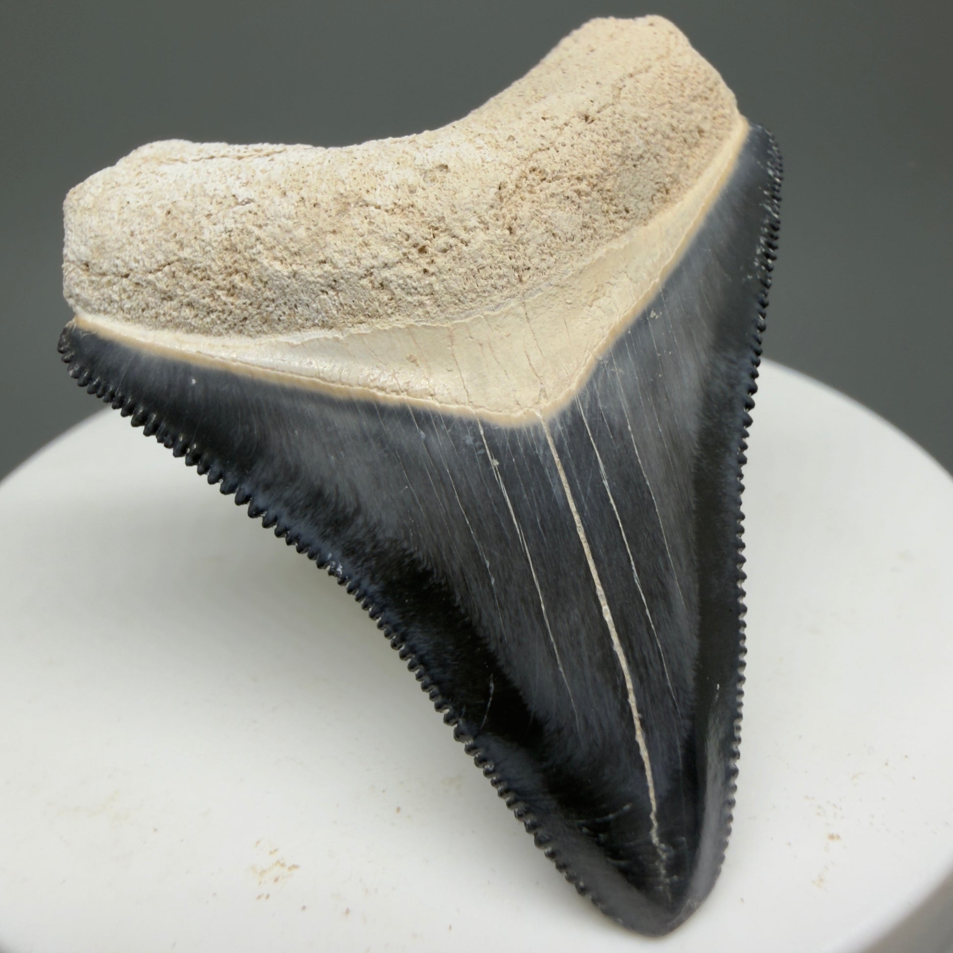 Gorgeous Colors 1.81" Fossil Megalodon Shark Tooth - Bone Valley, Florida CM5331 - Front Left 1