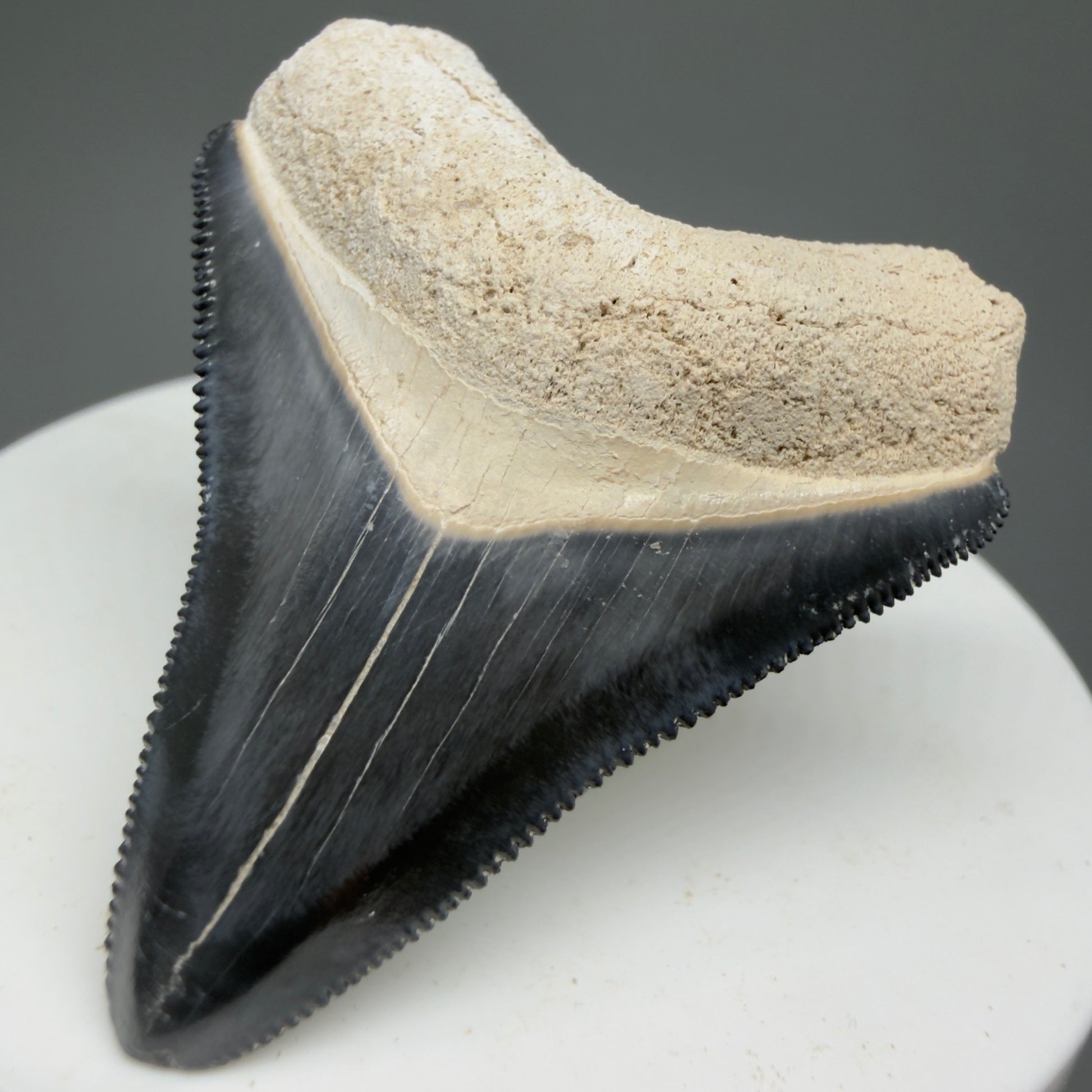 Gorgeous Colors 1.81" Fossil Megalodon Shark Tooth - Bone Valley, Florida CM5331 - Front Right 1