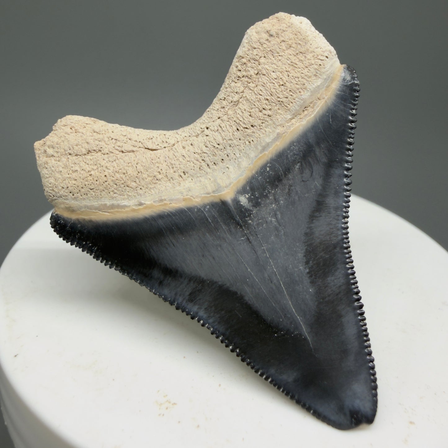 Gorgeous Colors 1.81" Fossil Megalodon Shark Tooth - Bone Valley, Florida CM5331 - Back Left
