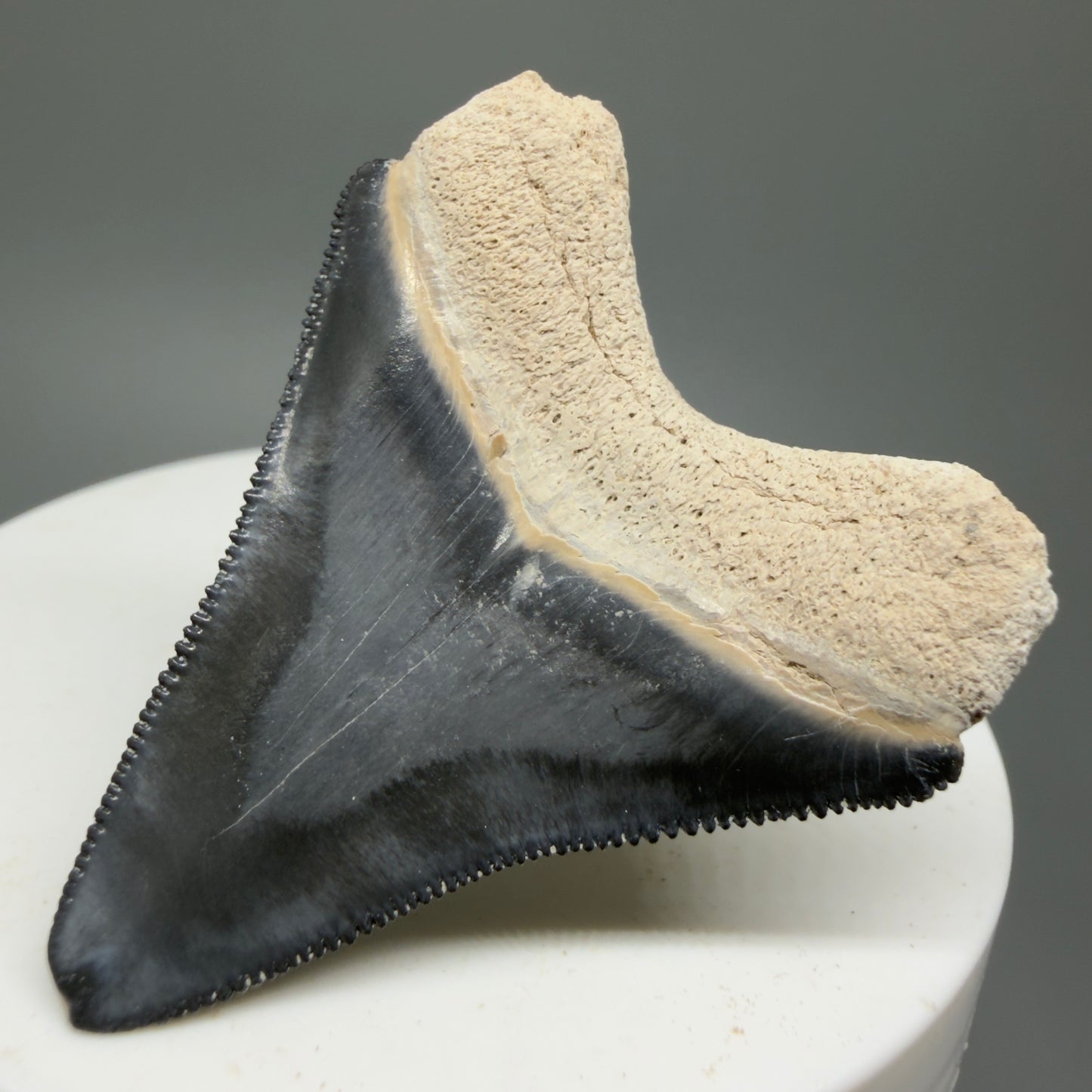Gorgeous Colors 1.81" Fossil Megalodon Shark Tooth - Bone Valley, Florida CM5331 - Back Right