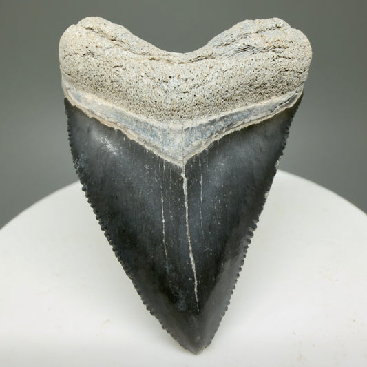 Heart shaped, juvenile 1.82" Fossil Juvenile Megalodon Tooth - Bone Valley, Florida CM5330 - Front 1