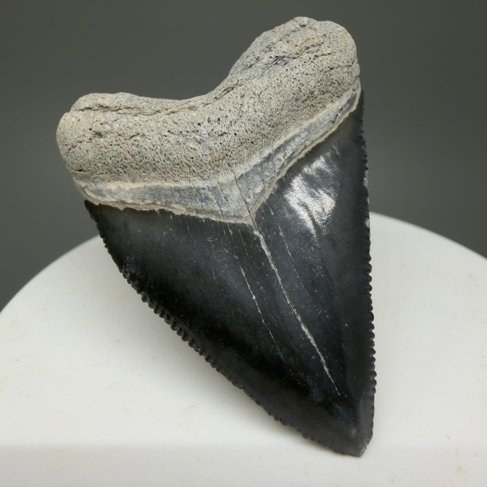 Heart shaped, juvenile 1.82" Fossil Juvenile Megalodon Tooth - Bone Valley, Florida CM5330 - Front Left