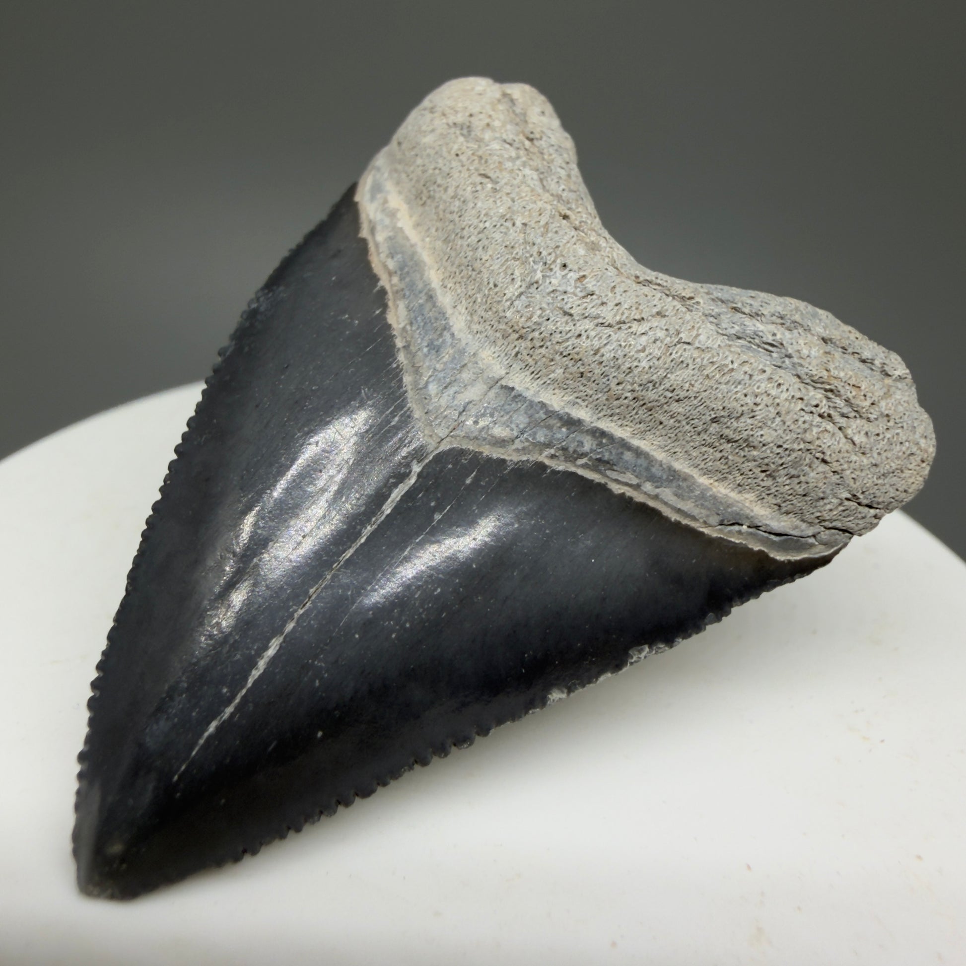 Heart shaped, juvenile 1.82" Fossil Juvenile Megalodon Tooth - Bone Valley, Florida CM5330 - Front Right
