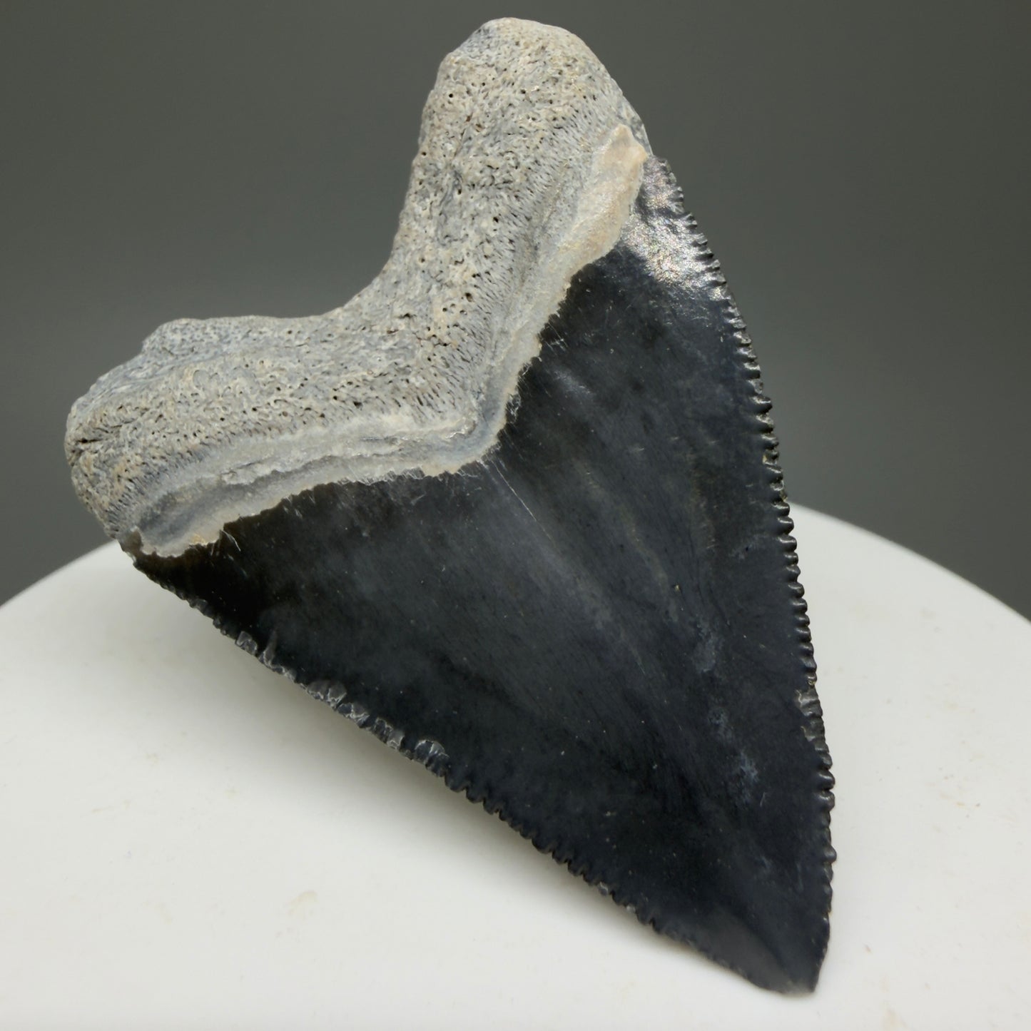 Heart shaped, juvenile 1.82" Fossil Juvenile Megalodon Tooth - Bone Valley, Florida CM5330 - Back Left