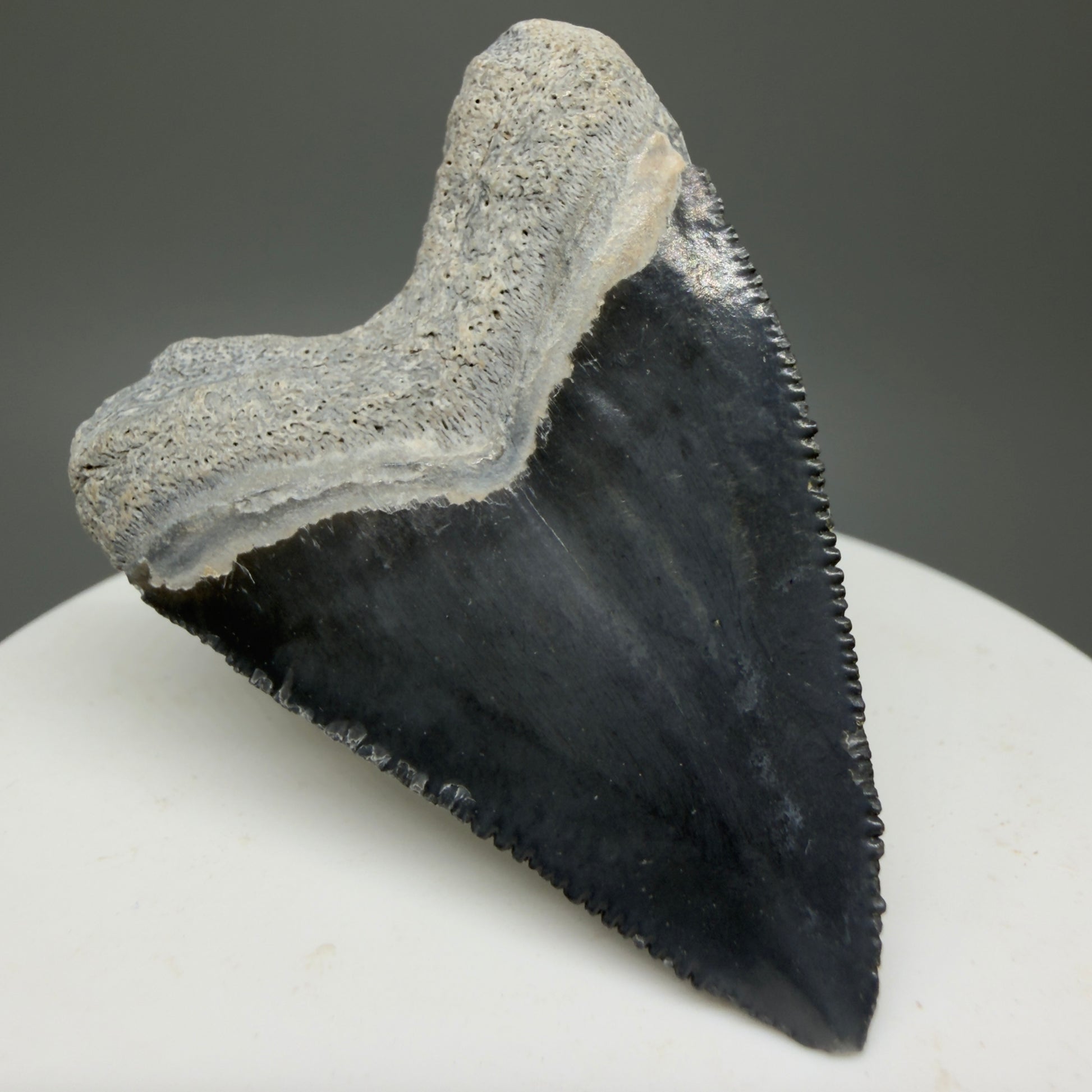 Heart shaped, juvenile 1.82" Fossil Juvenile Megalodon Tooth - Bone Valley, Florida CM5330 - Back Left