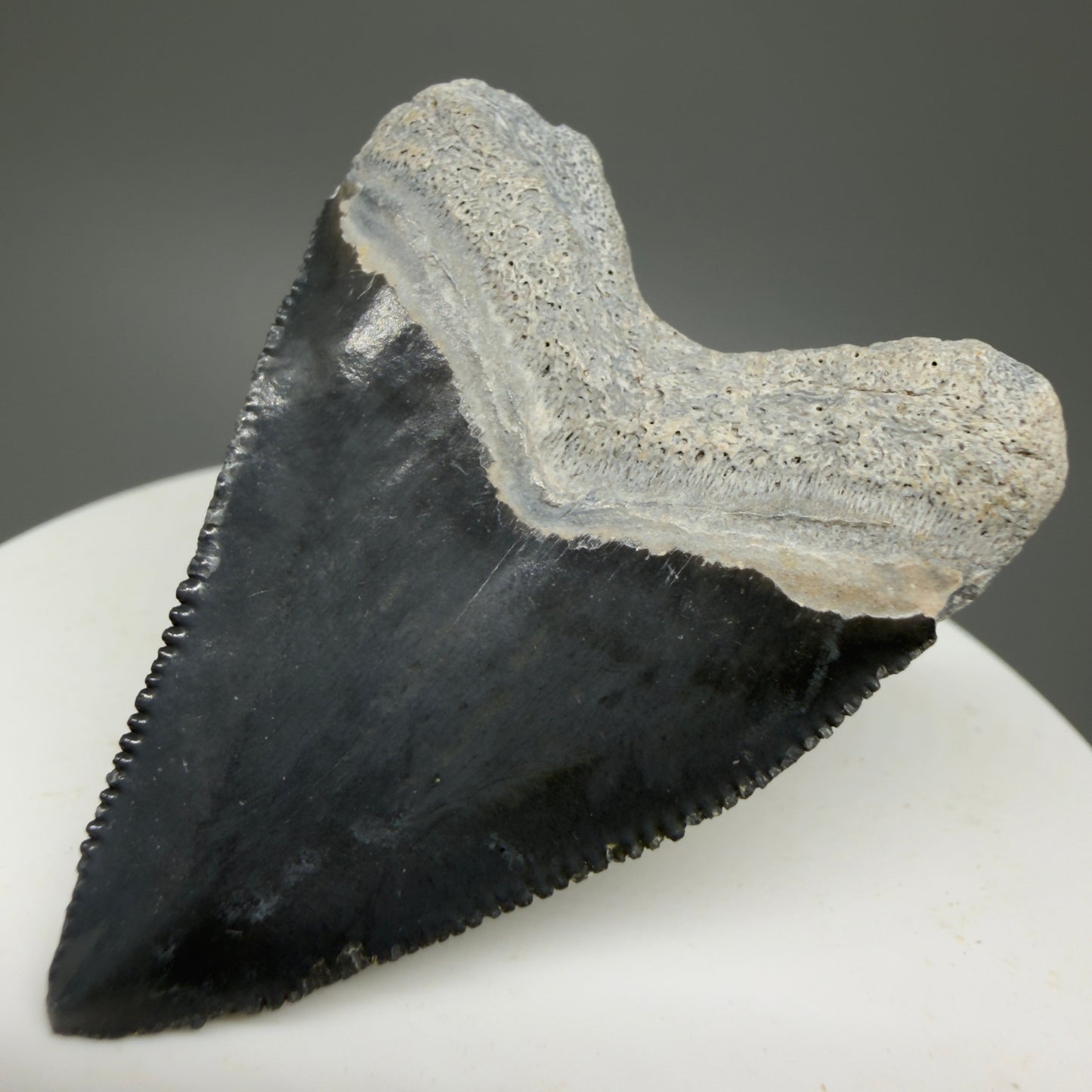 Heart shaped, juvenile 1.82" Fossil Juvenile Megalodon Tooth - Bone Valley, Florida CM5330 - Back  Right
