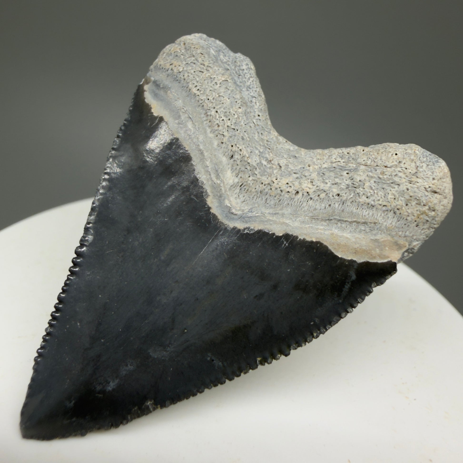 Heart shaped, juvenile 1.82" Fossil Juvenile Megalodon Tooth - Bone Valley, Florida CM5330 - Back  Right