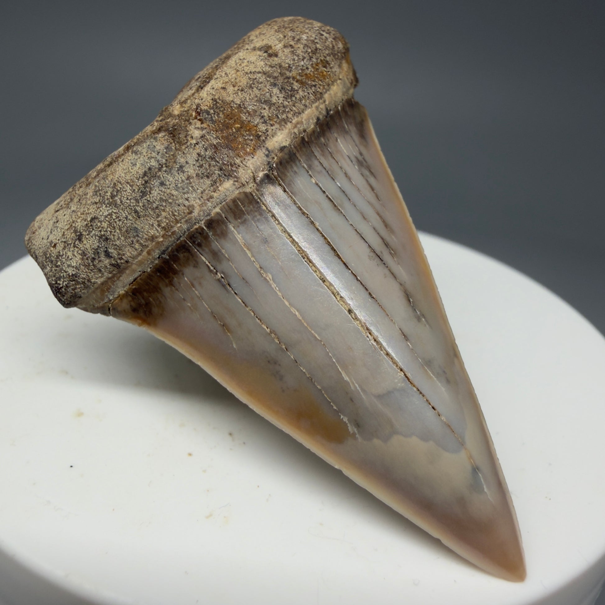 Front Left View 2.03" Fossil Extinct Mako - Isurus hastalis Shark Tooth - Bakersfield, CA - Colorful M600
