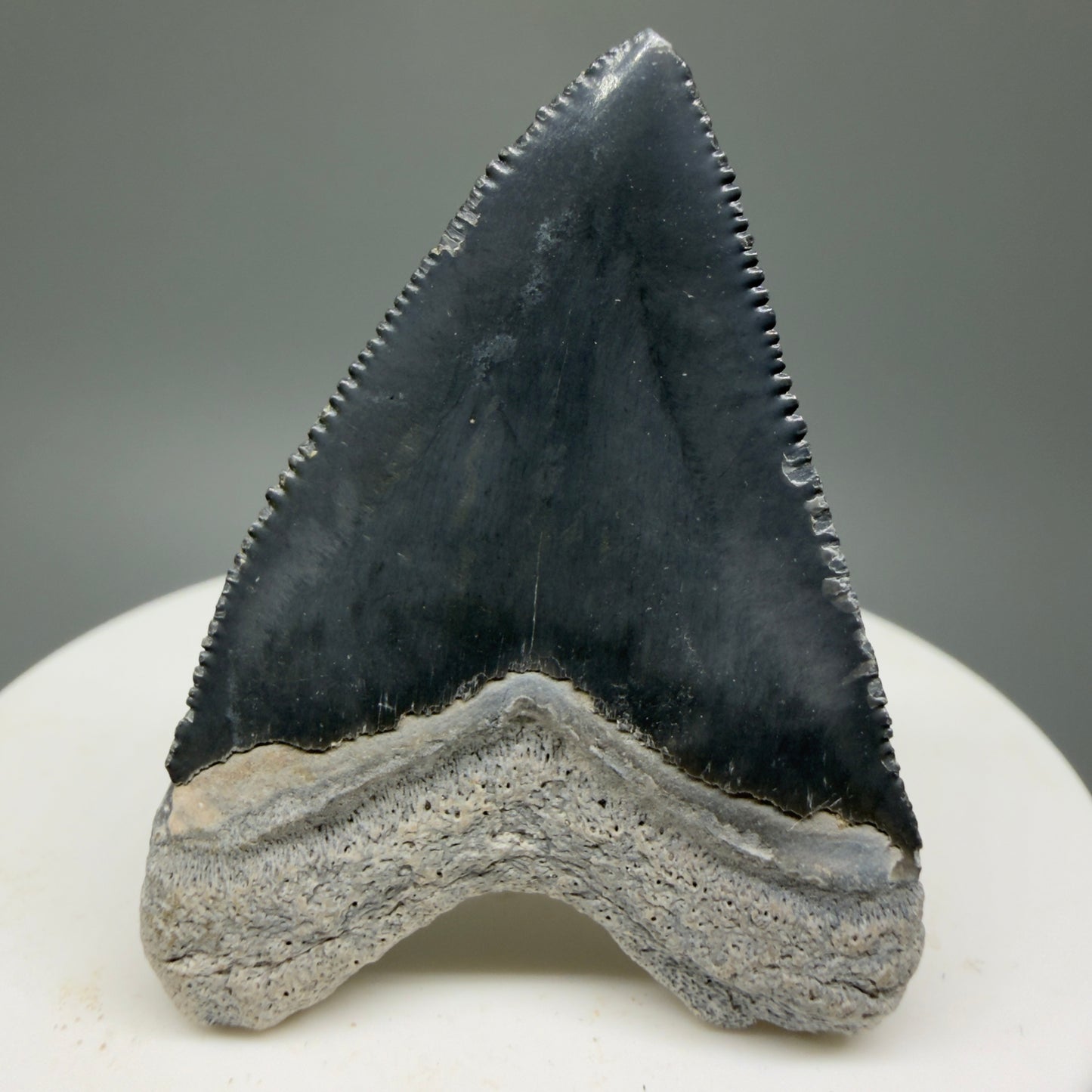 Heart shaped, juvenile 1.82" Fossil Juvenile Megalodon Tooth - Bone Valley, Florida CM5330 - Back