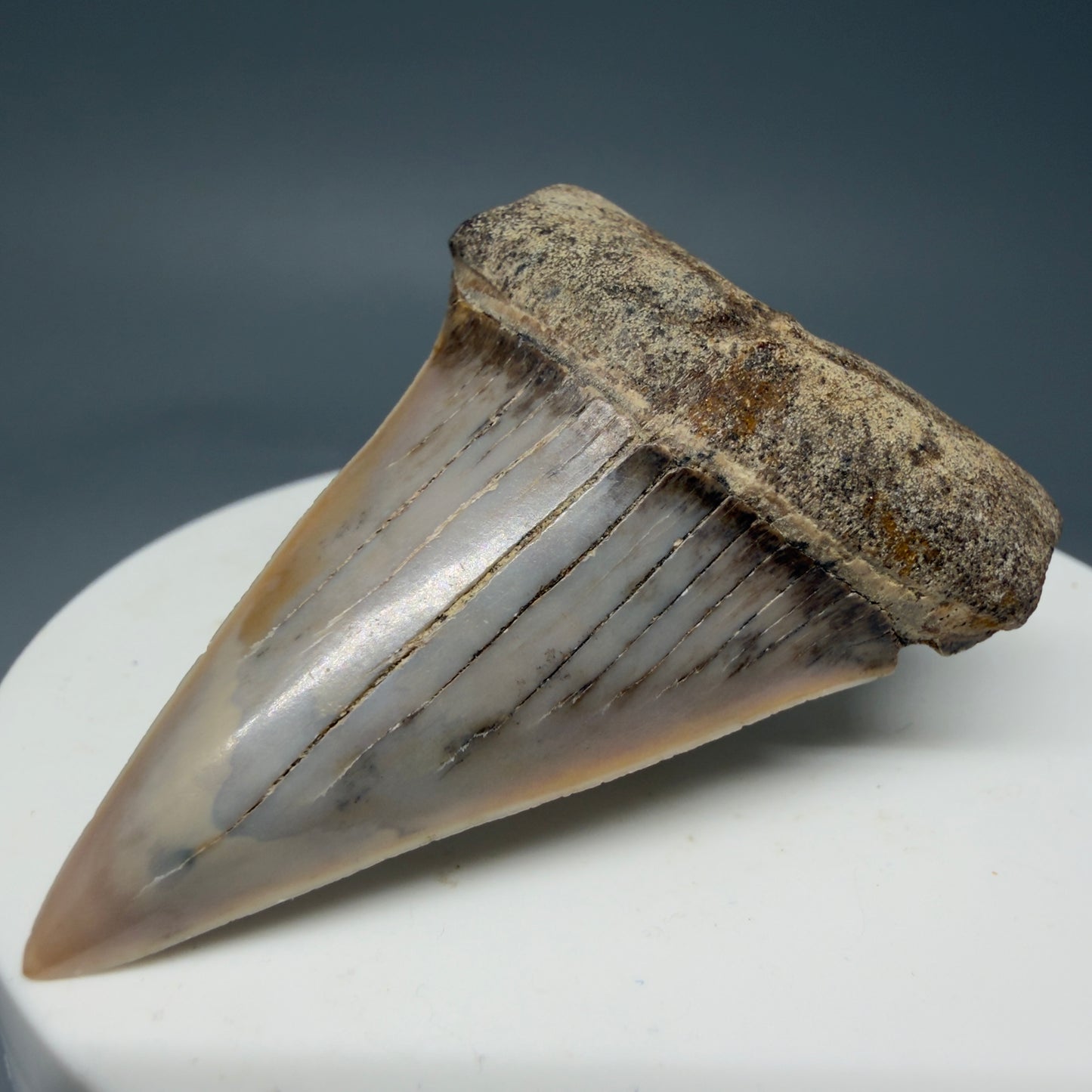 Front Right View 2.03" Fossil Extinct Mako - Isurus hastalis Shark Tooth - Bakersfield, CA - Colorful M600