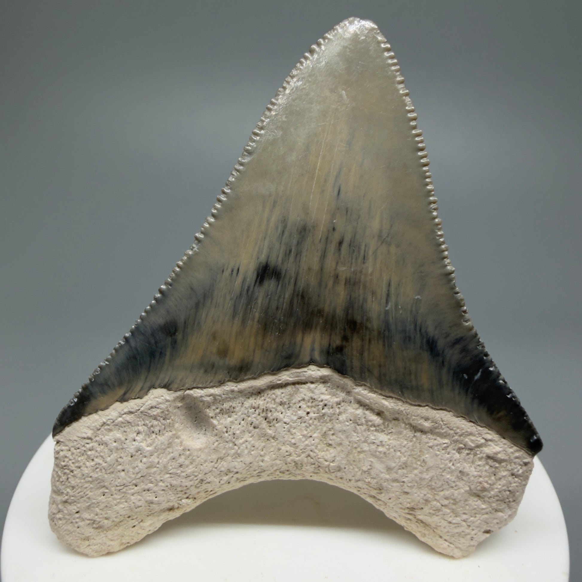 Gorgeous Colors, sharply serrated 2.61" Fossil Megalodon Shark Tooth - Bone Valley, Florida CM5333 - Back 