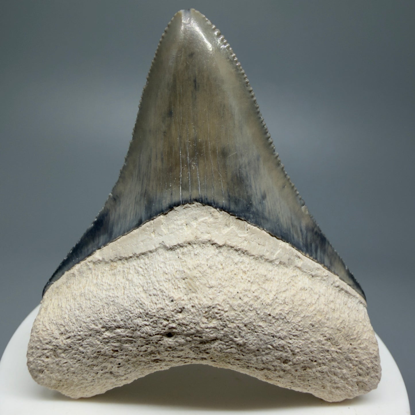 Gorgeous Colors, sharply serrated 2.61" Fossil Megalodon Shark Tooth - Bone Valley, Florida CM5333 - Front 1