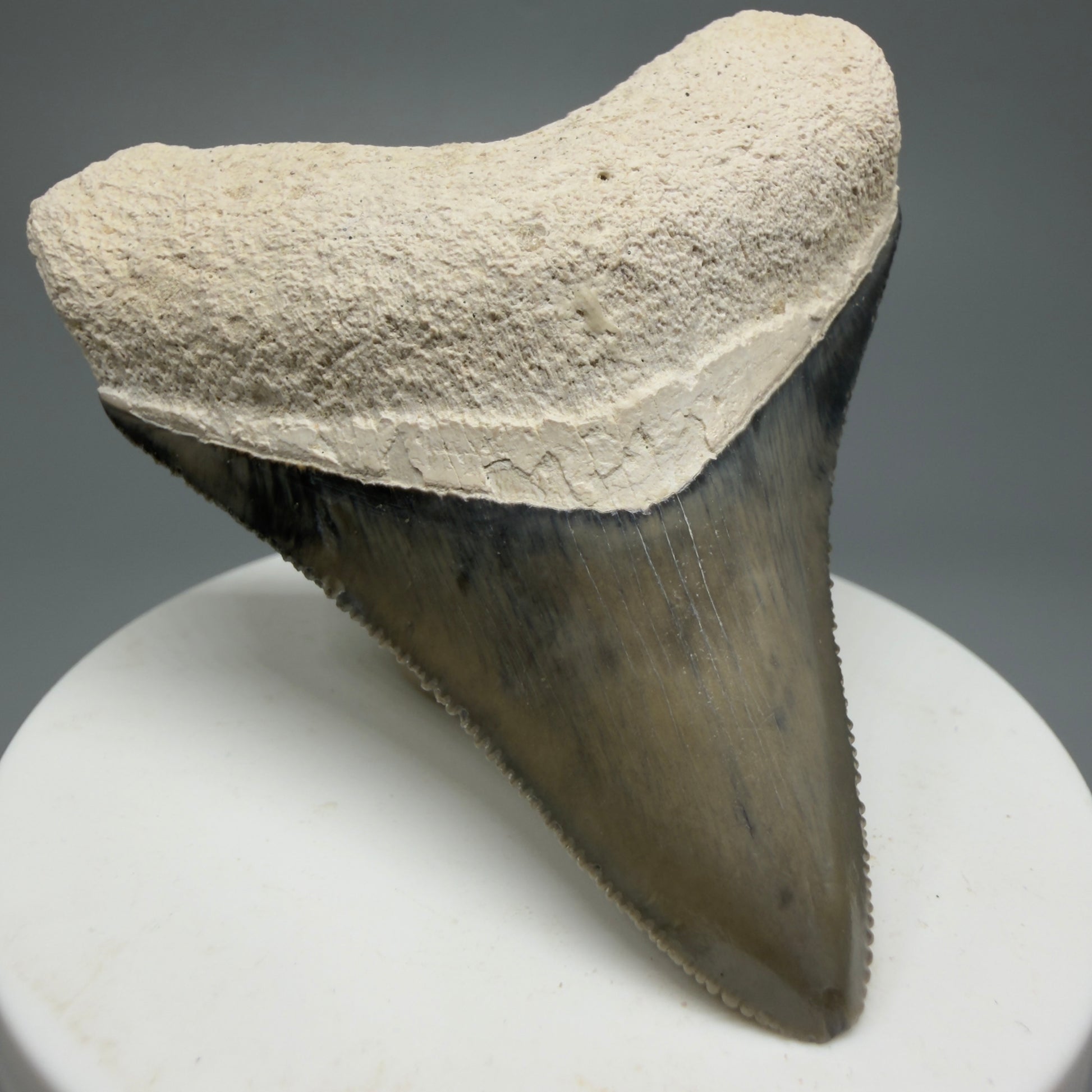 Gorgeous Colors, sharply serrated 2.61" Fossil Megalodon Shark Tooth - Bone Valley, Florida CM5333 - Front Left 1